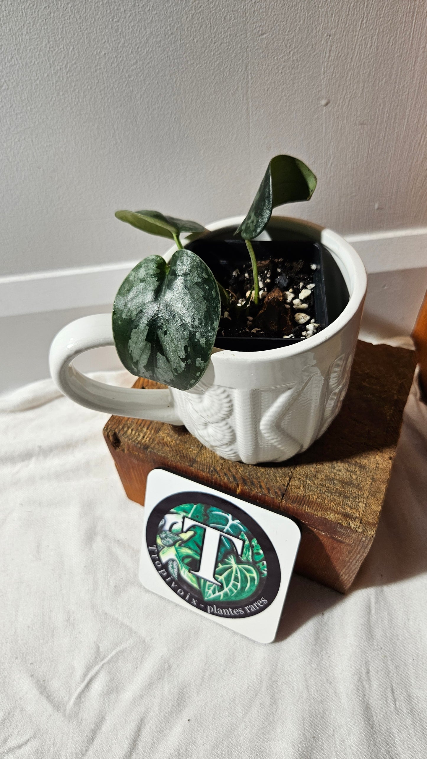 Scindapsus Black Exotica (SCI-1142)