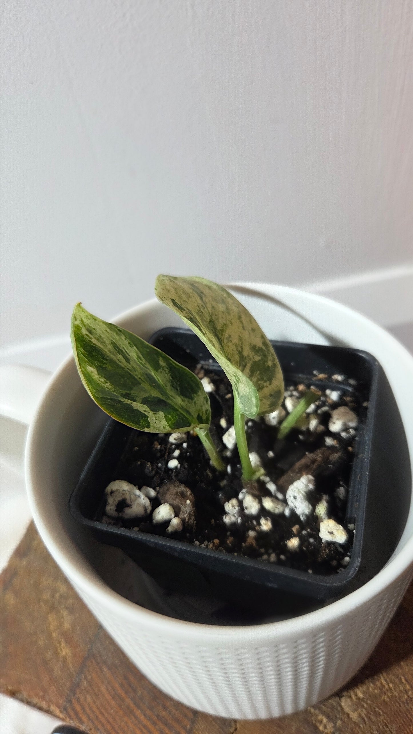 Scindapsus Silver Cloud variegata (SCI-1365)