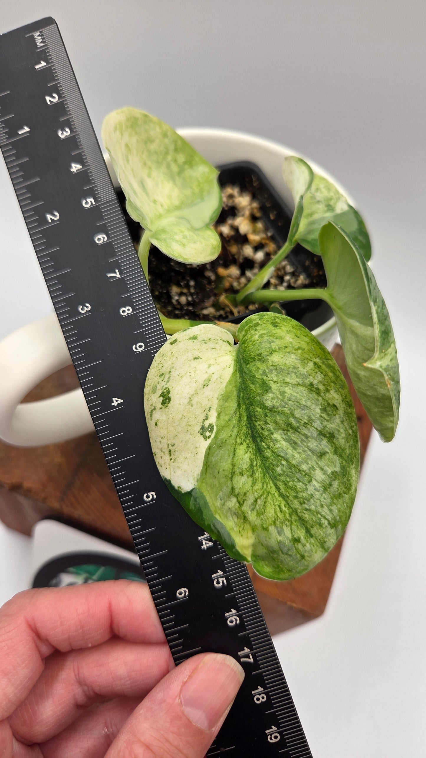 Scindapsus Black Dragon Variegata (SCI-1053)