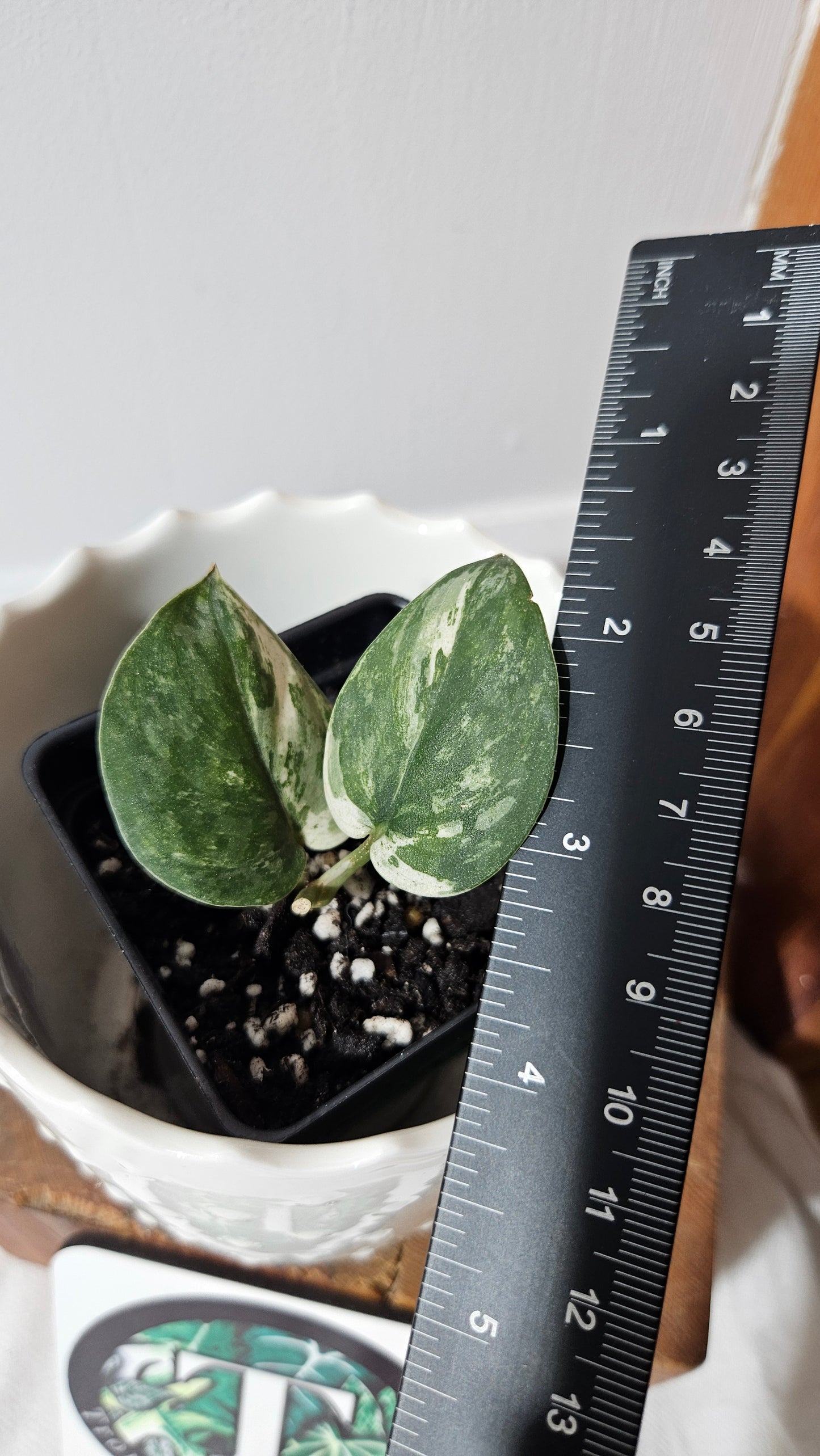 Scindapsus Exotica albo "narrow" (SCI-1055)