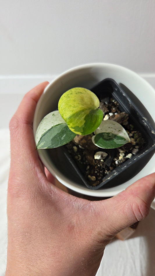 Scindapsus dark Satin Albo (SCI-1420)