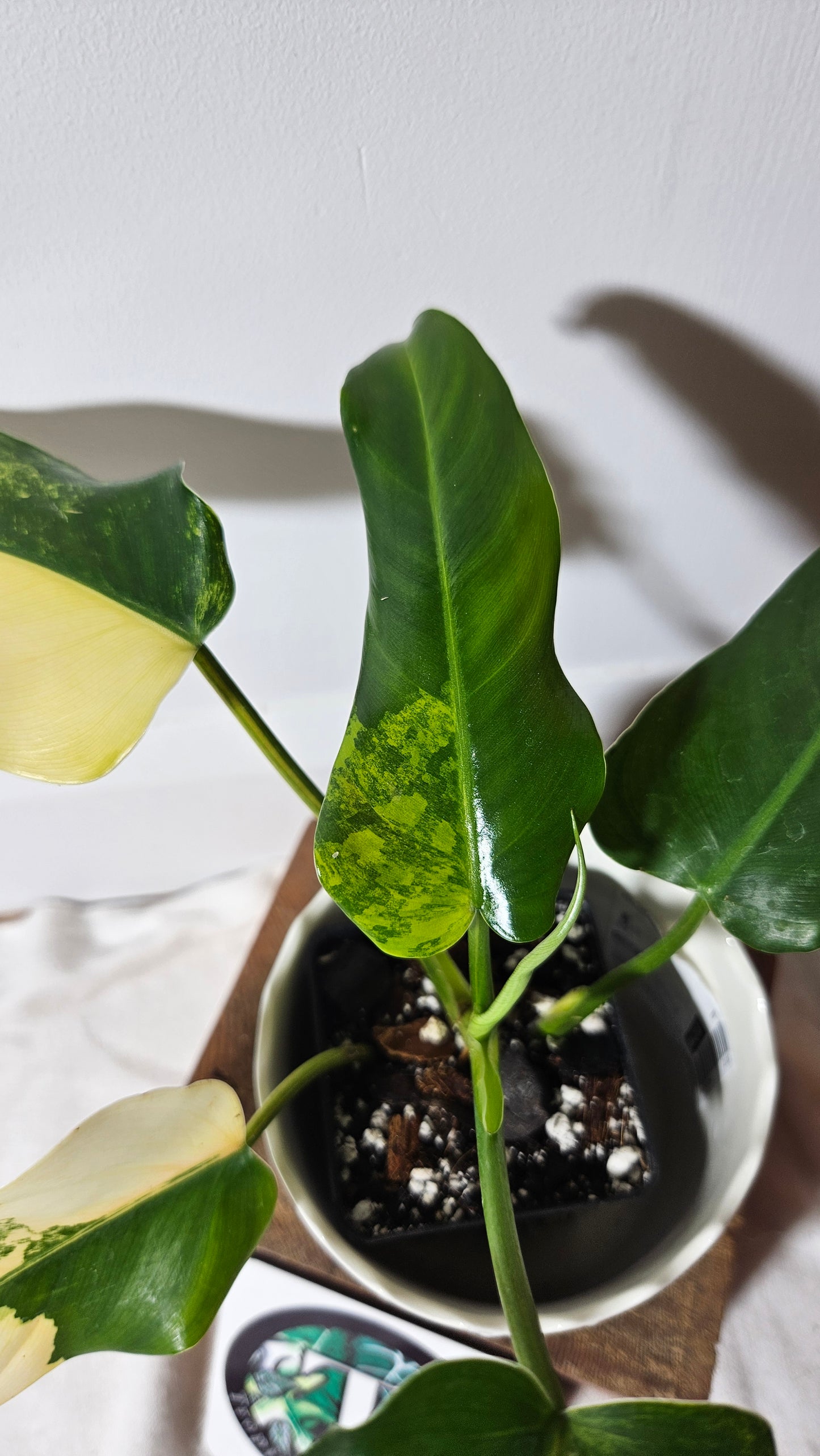 Philodendron Domesticum Variegata (PHI-665)