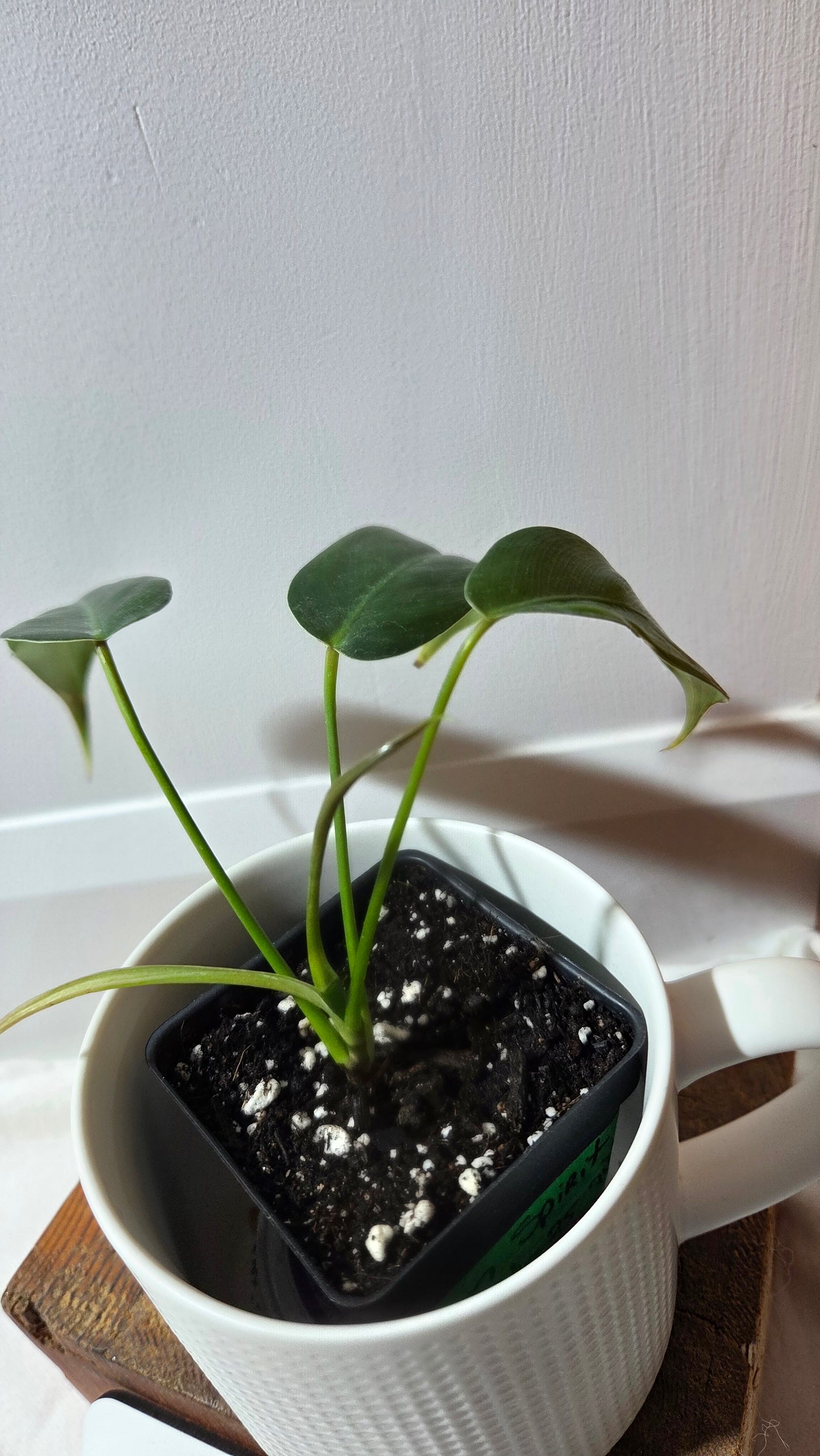 Philodendron Amazon Spirit  (Patriciae X Spiritus Sancti)       (PHI-978)