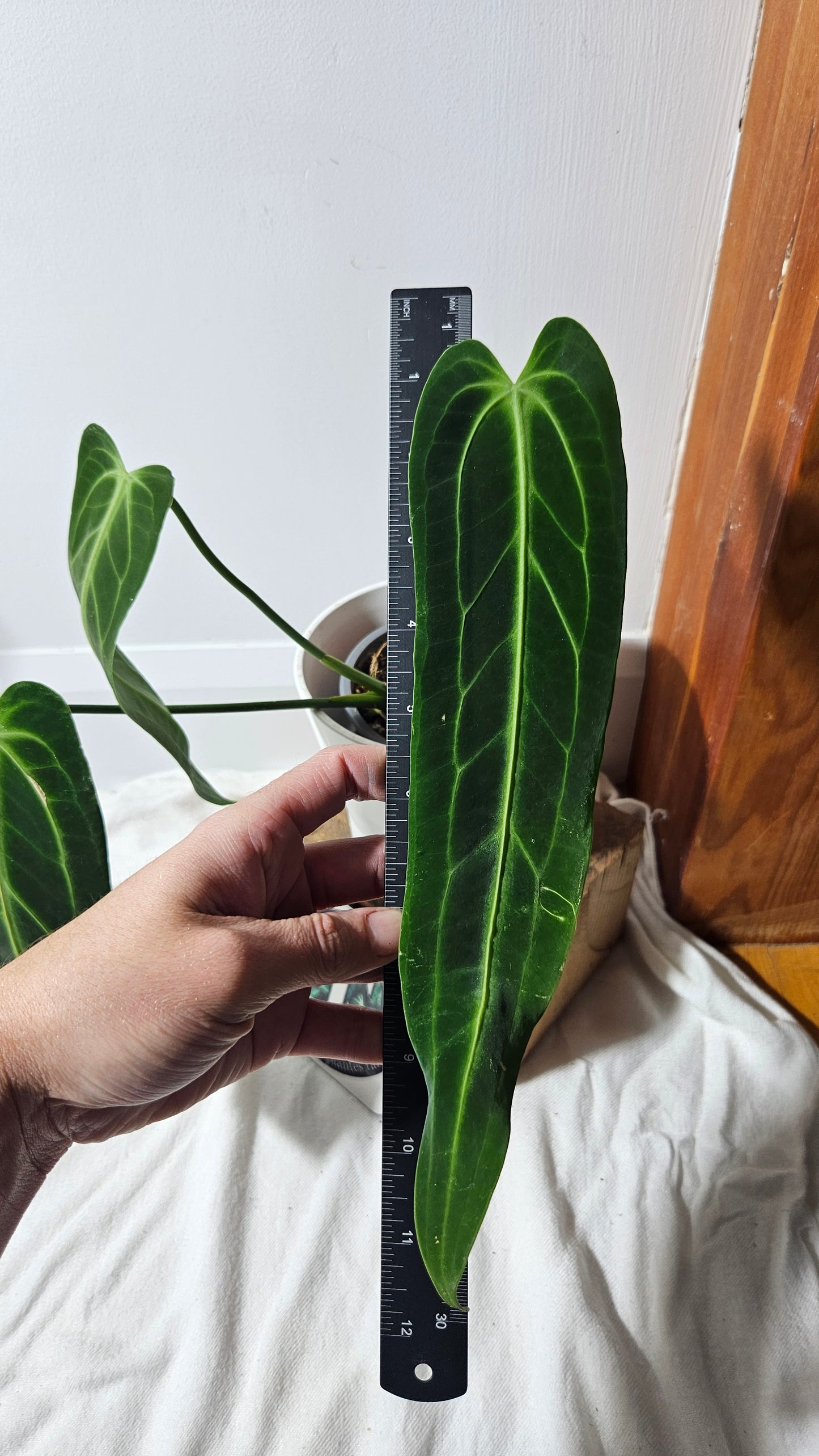 Anthurium Warocqueanum (ANT-203)