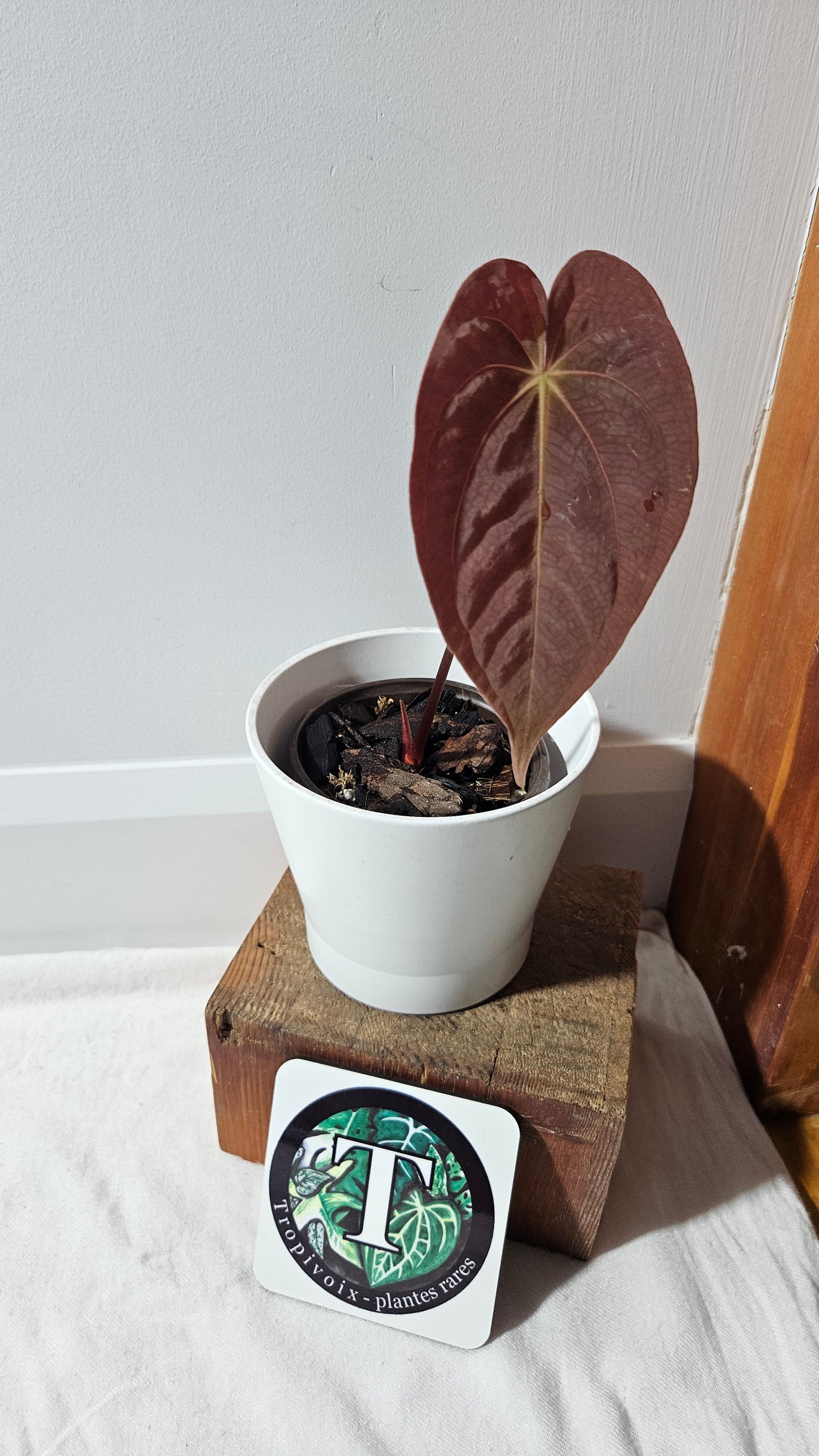 Anthurium  Papillilaminum (d'équateur) "format PETIT/MOYEN" (ANT-540)