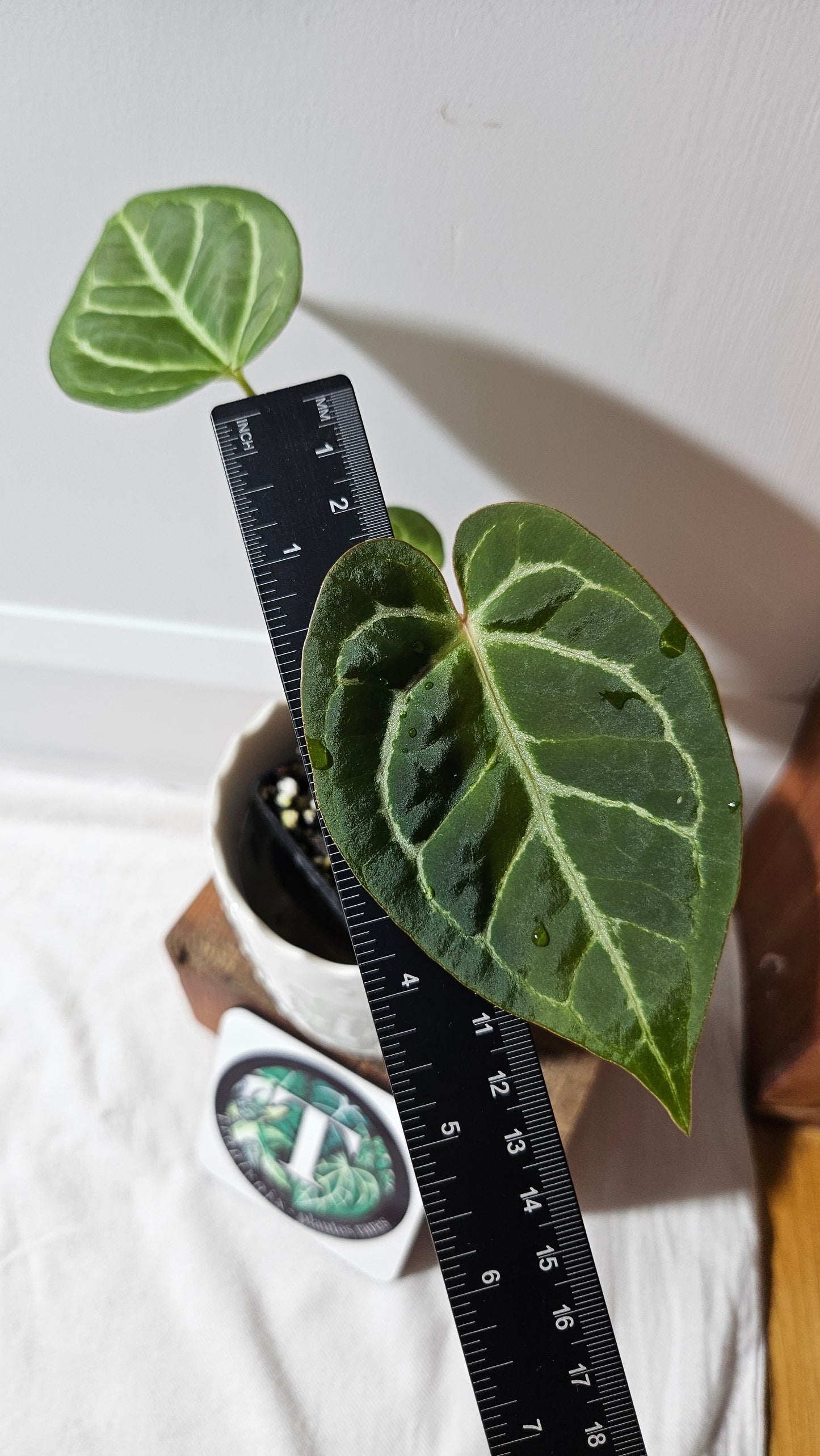 Anthurium  Crystallinum Hybrid "format MOYEN" (ANT-177)