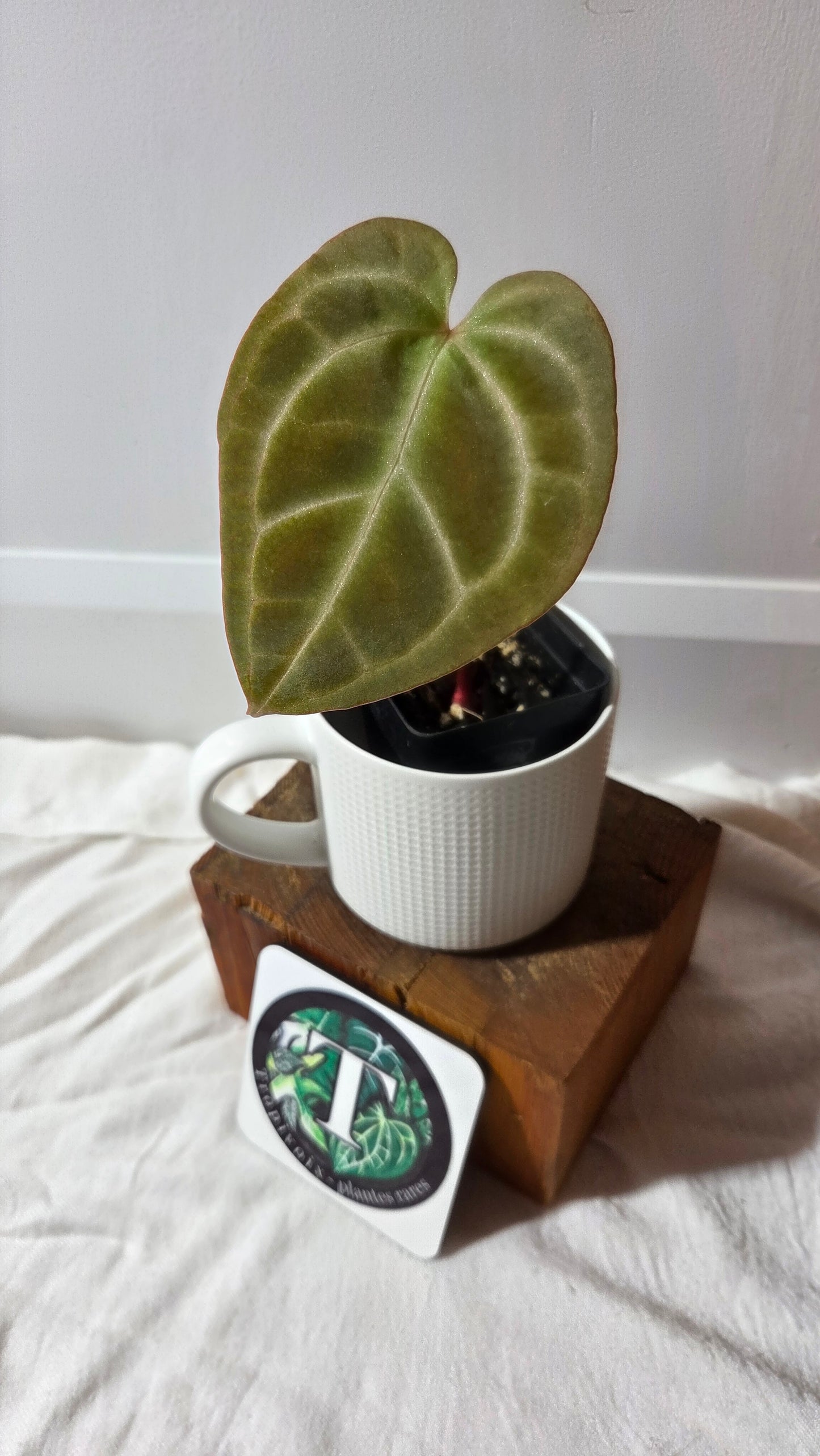 Anthurium Besseae Aff "Format MOYEN" (ANT-670)