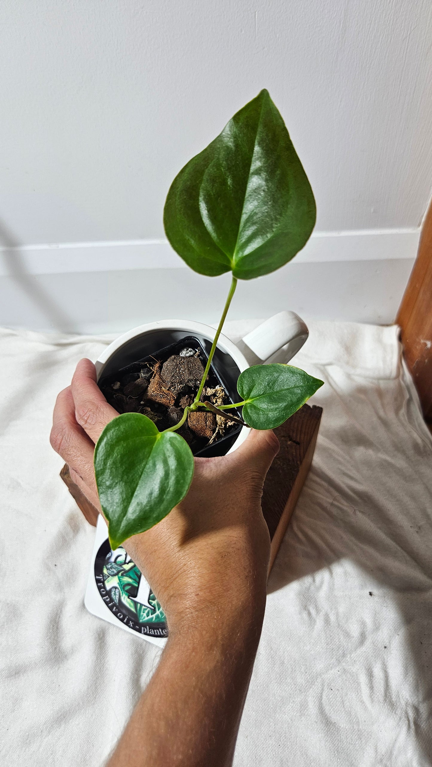 Anthurium Modeanum "format PETIT" (ANT-174)