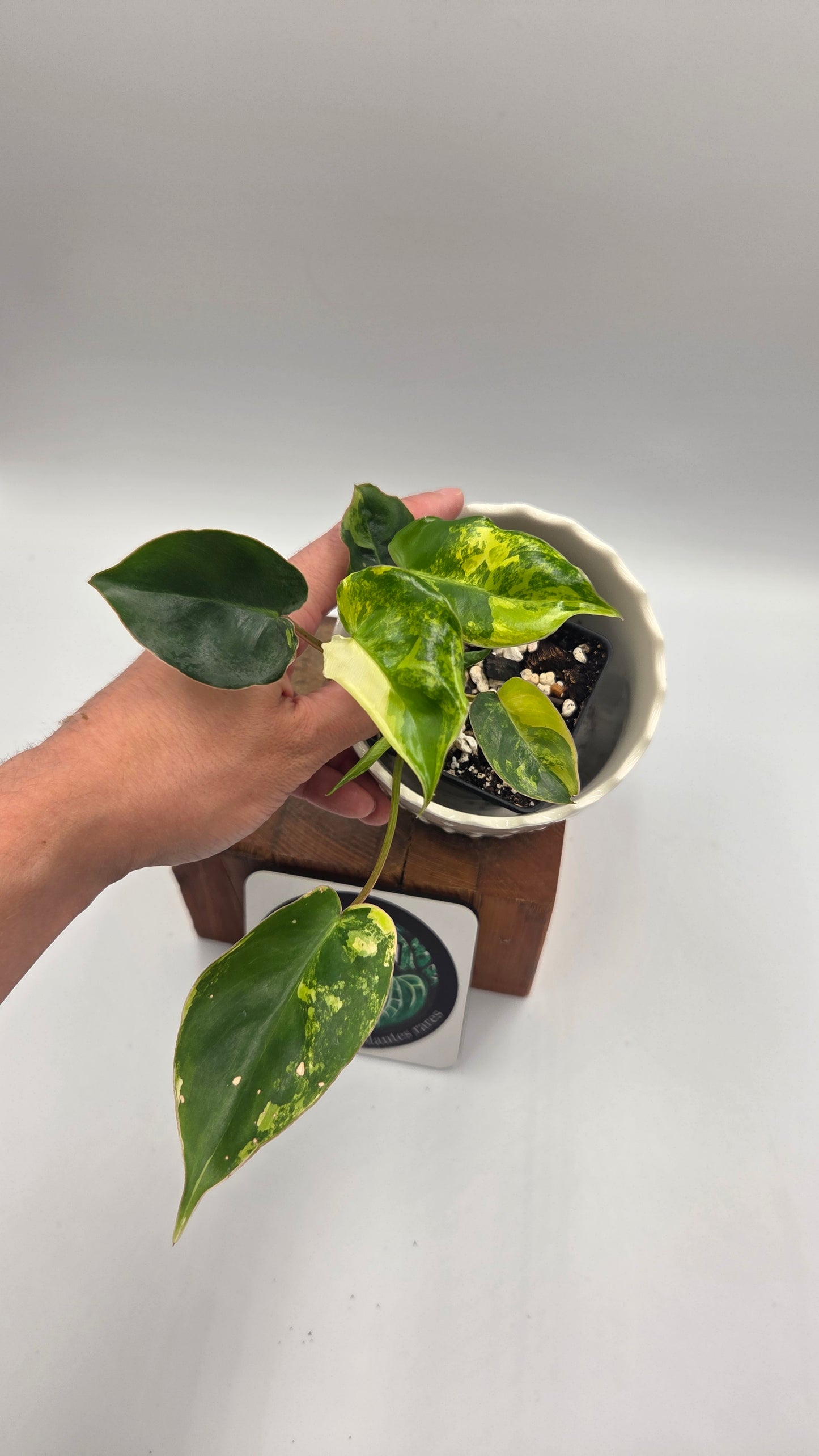 Philodendron Burlemarx Variegata (PHI-1044)