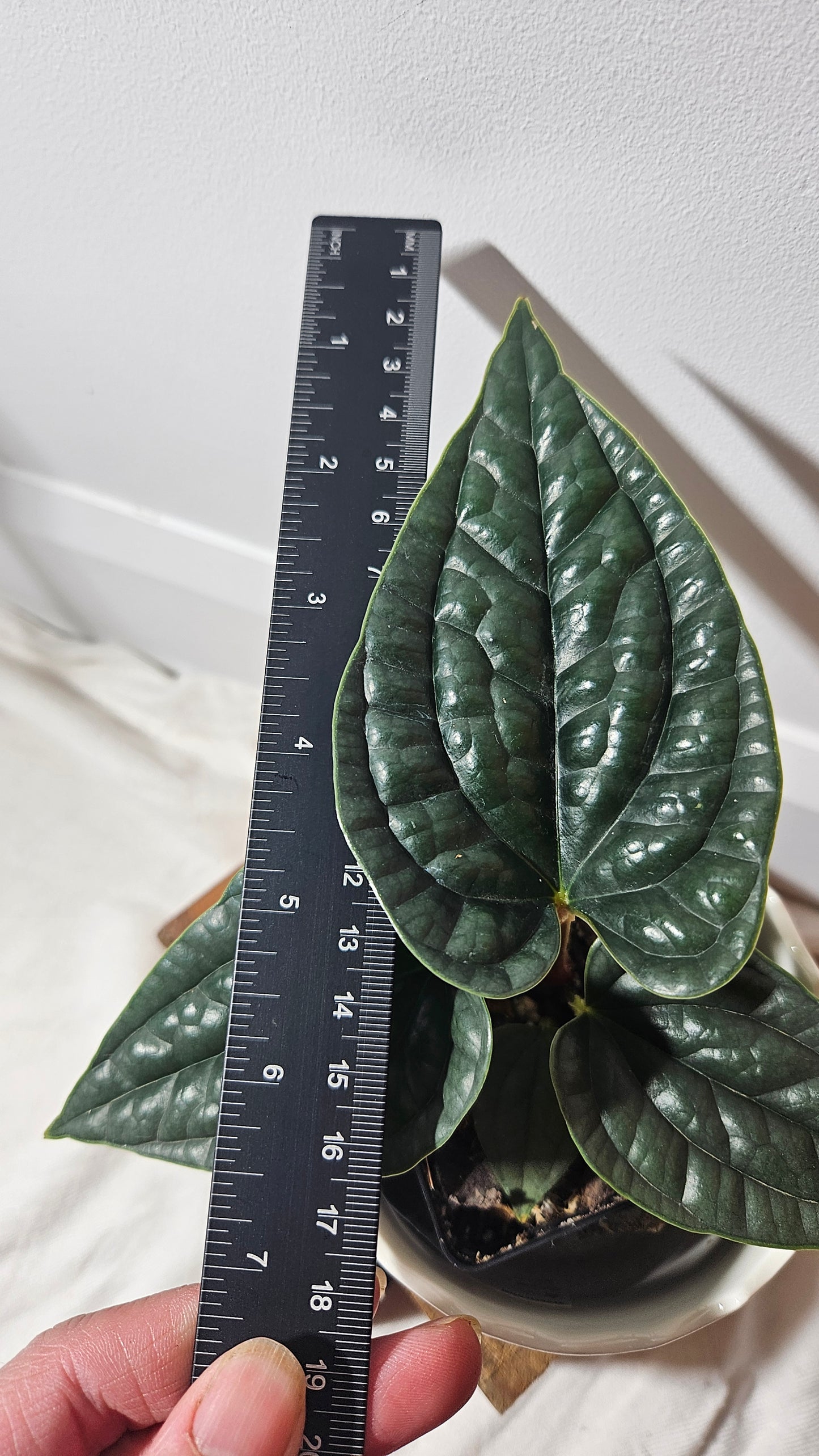 Anthurium Luxurians "format PETIT/MOYEN" (ANT-223)