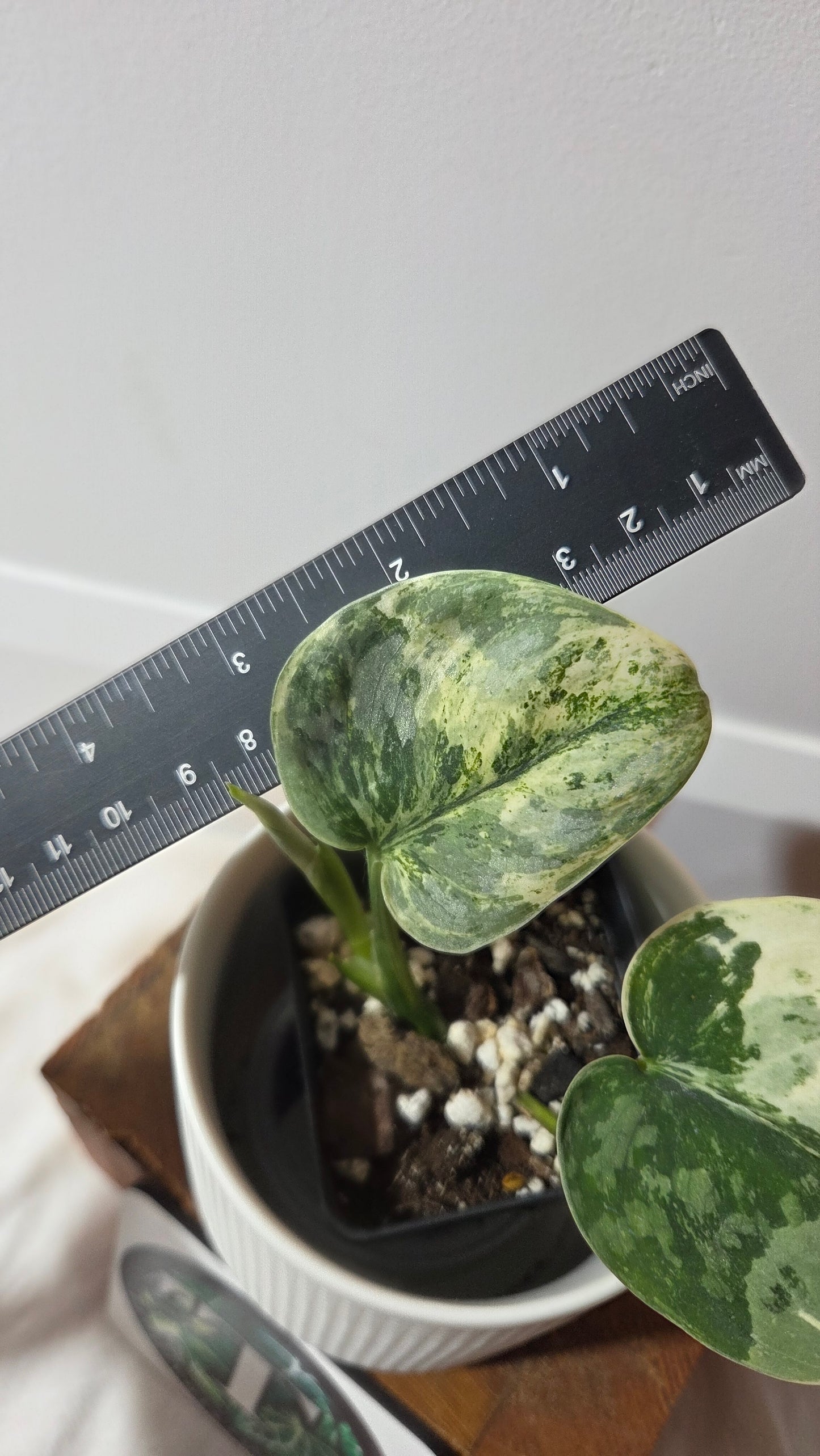 Scindapsus Bahorok  (SCI-1409)
