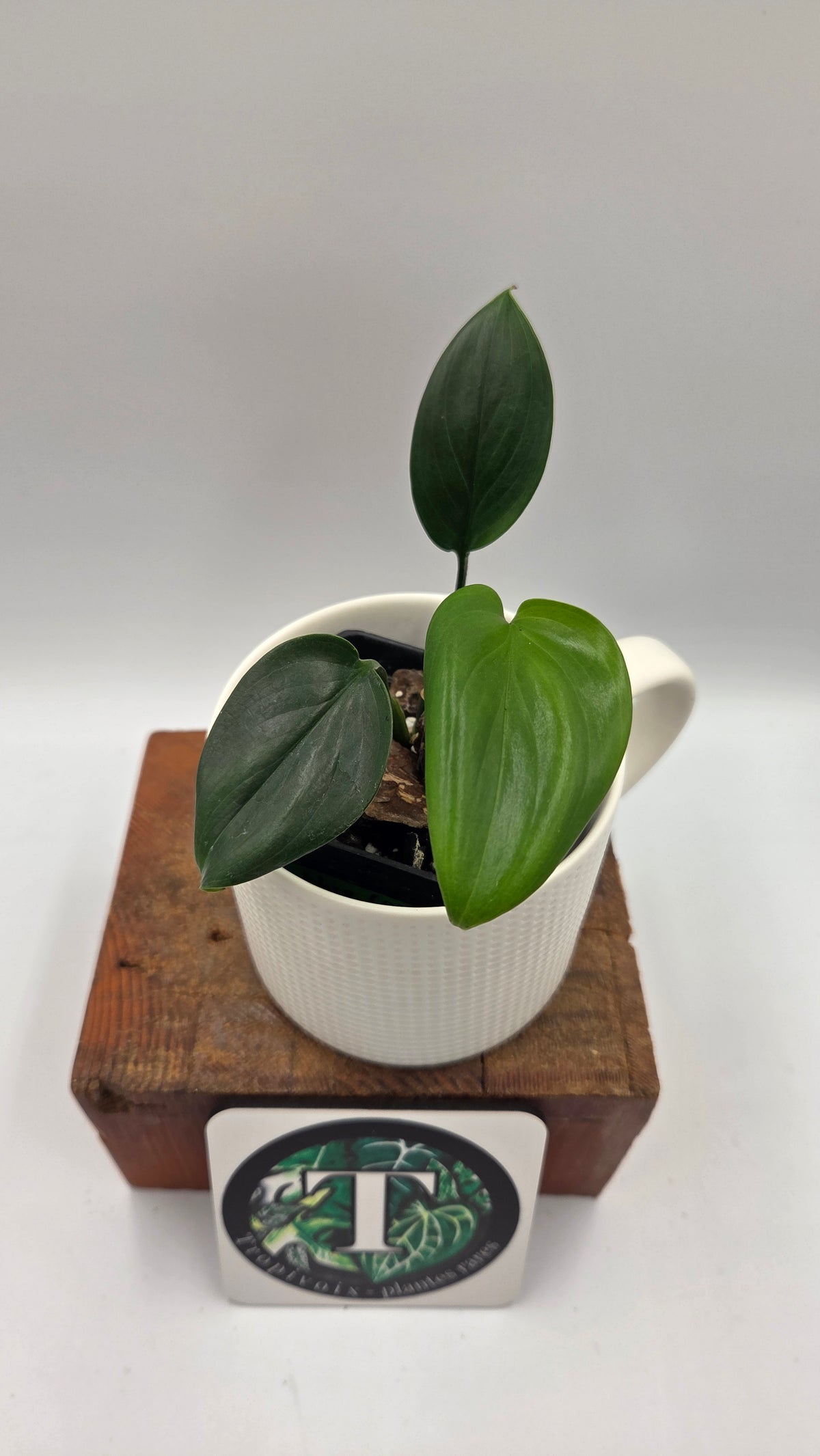 Scindapsus Hederaceus Blue  (SCI-1514)