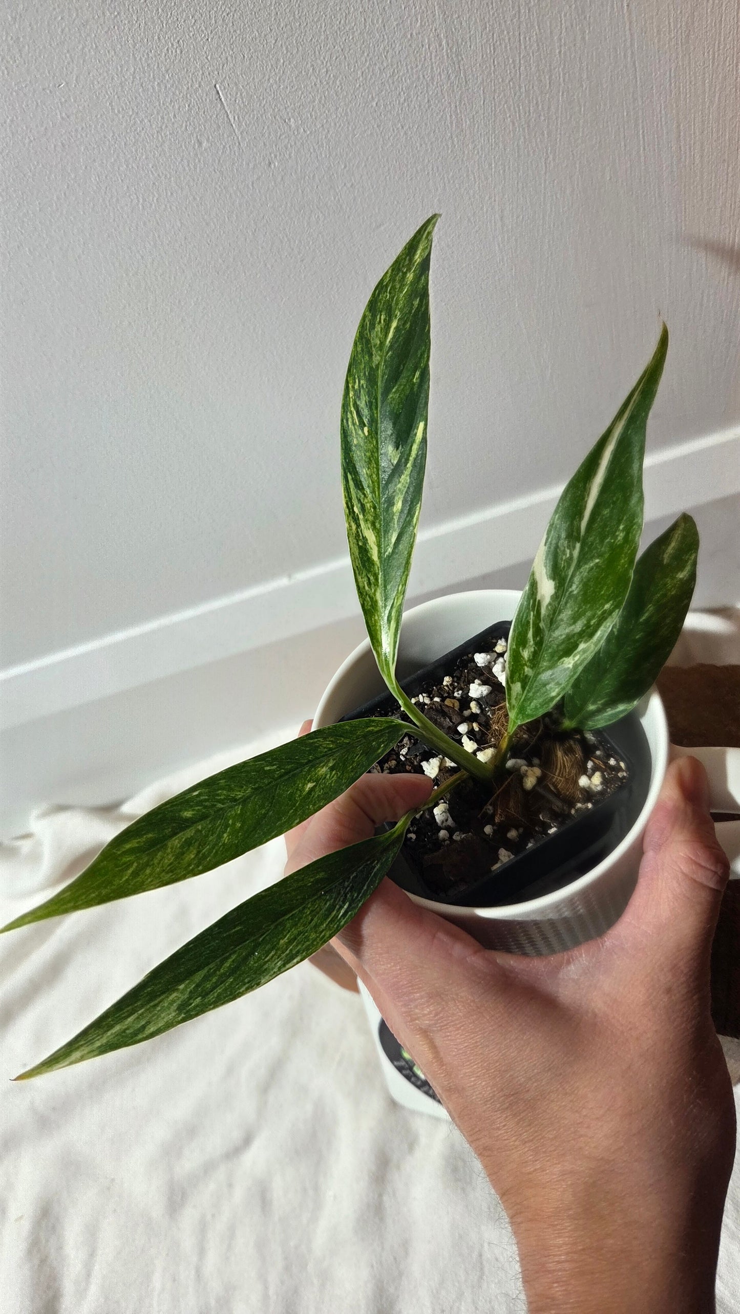 Rhaphidophora Megasperma Variegata (AUT-085)