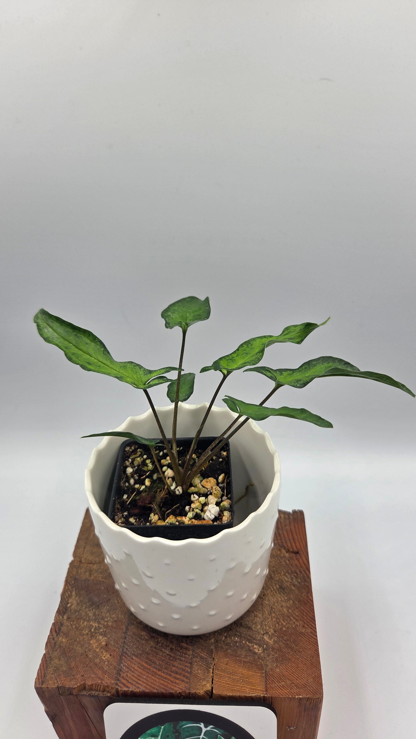 Syngonium Angustatum Albo REVERT (SYN-510)