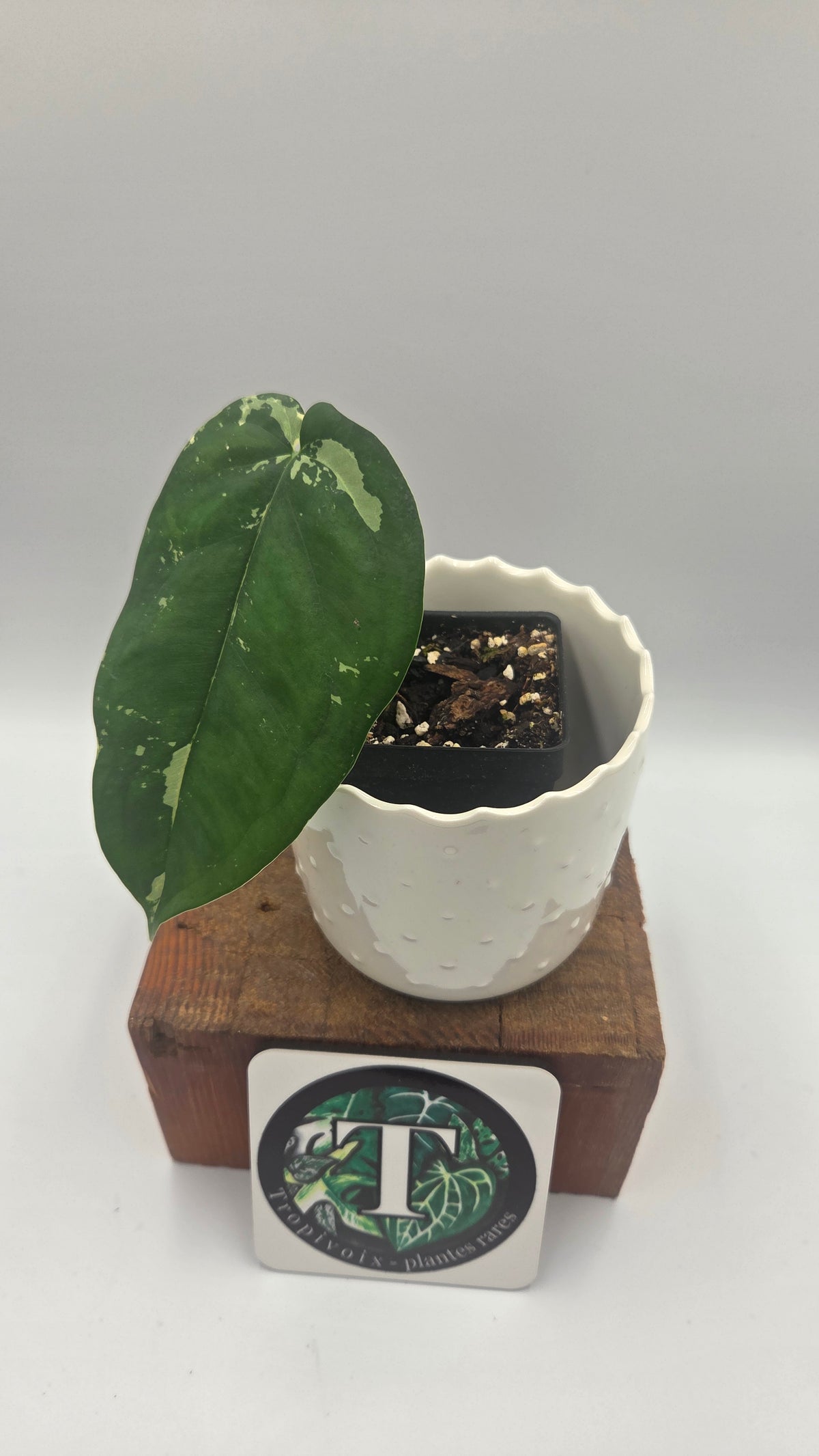 Syngonium Chiapense Albo (SYN-450)
