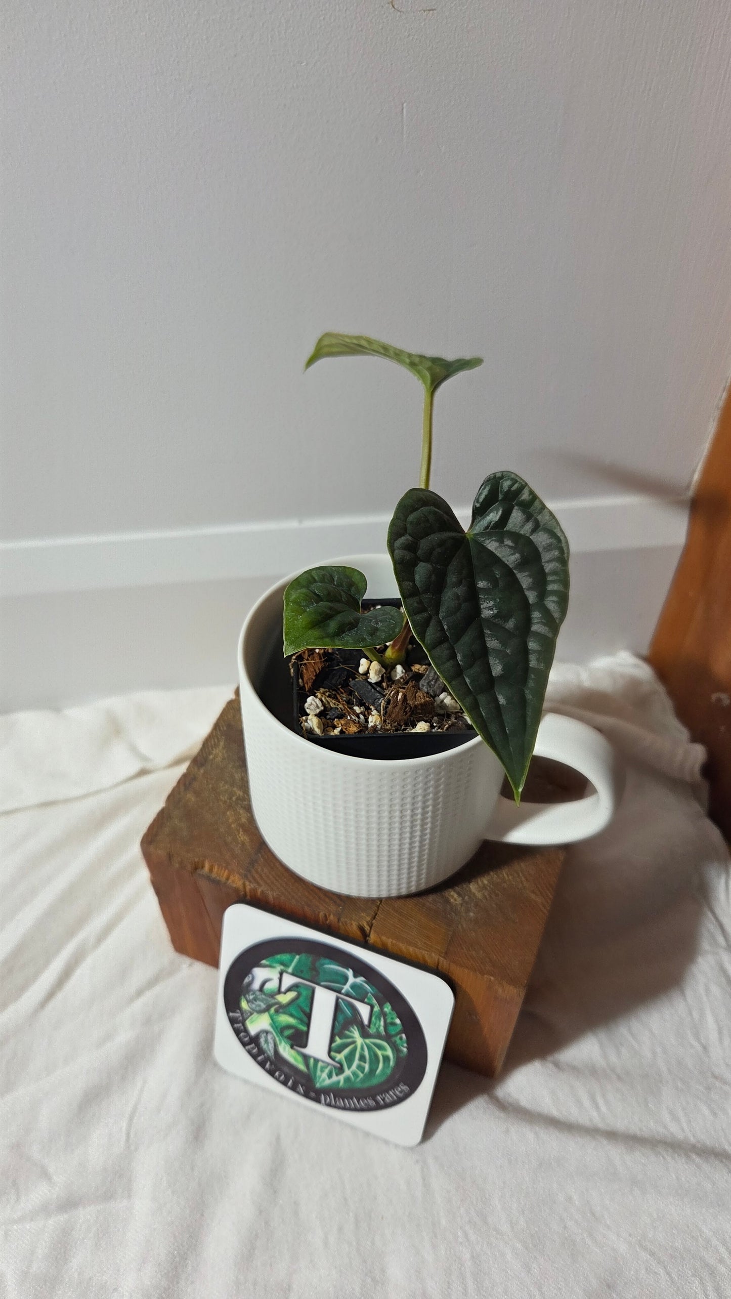 Anthurium Luxurians super Velvet  "format PETIT" (ANT-645)