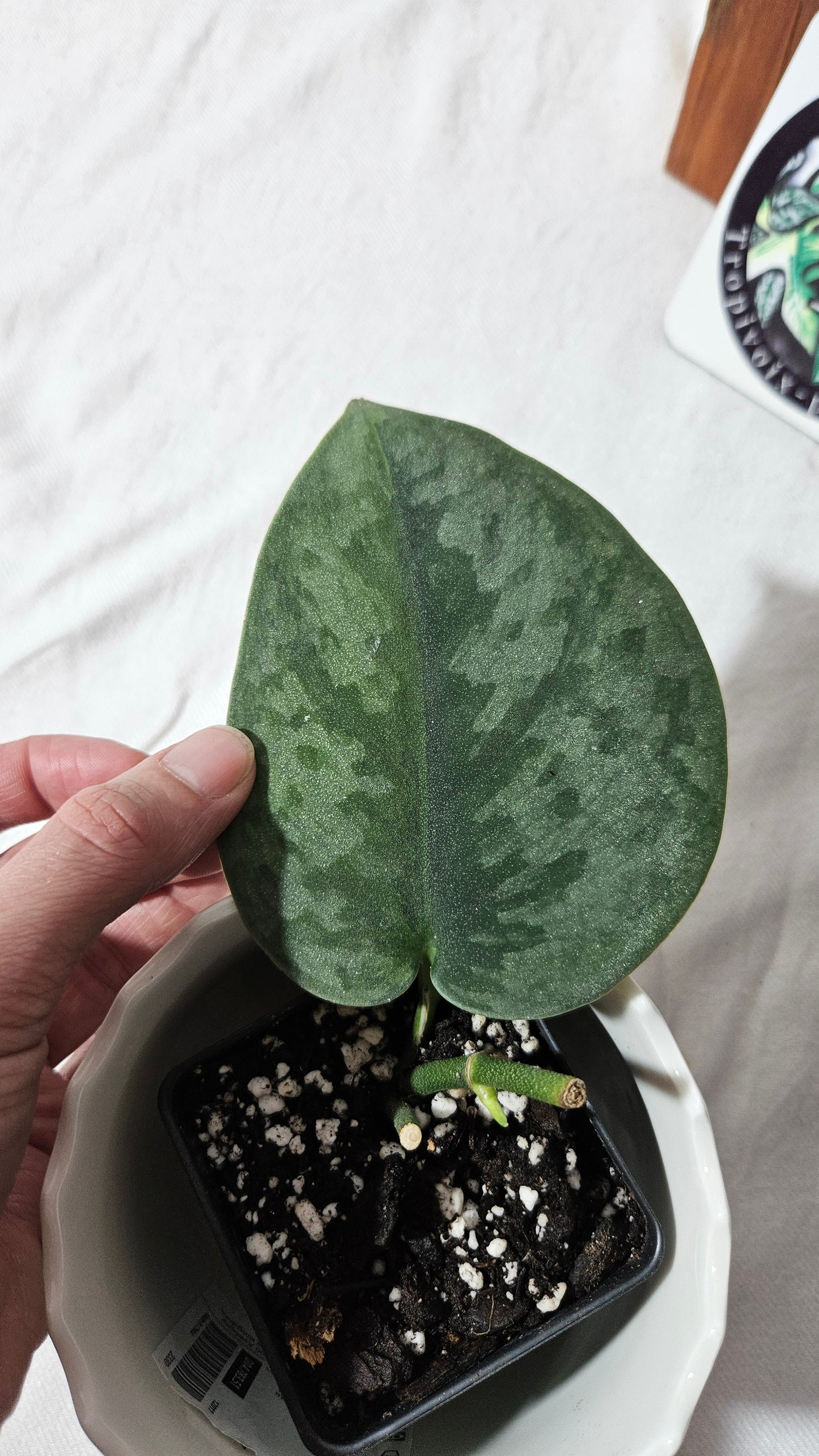 Scindapsus Venom (SCI-1018)