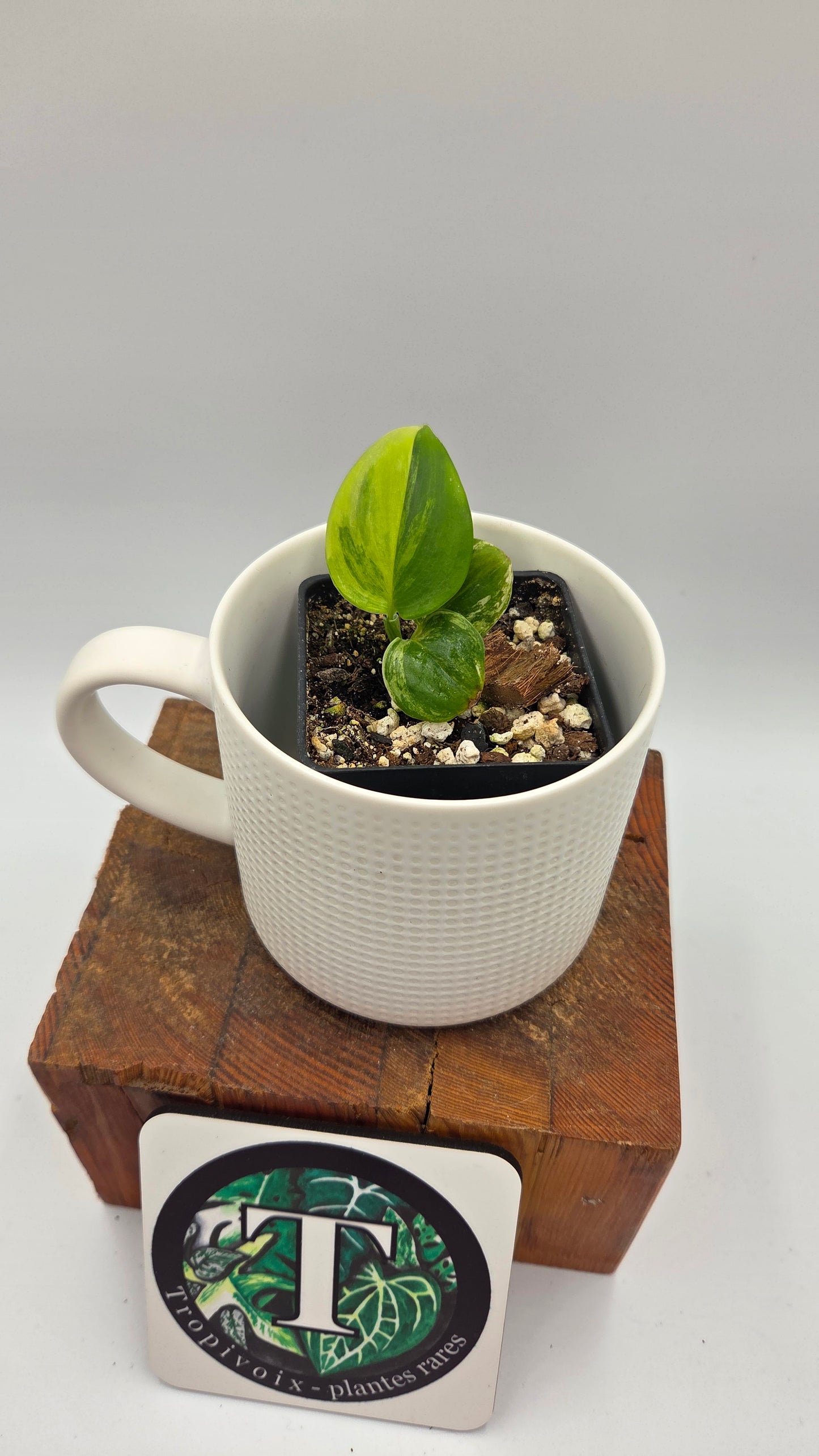 Scindapsus Moonlight Yellow (SCI-1450)