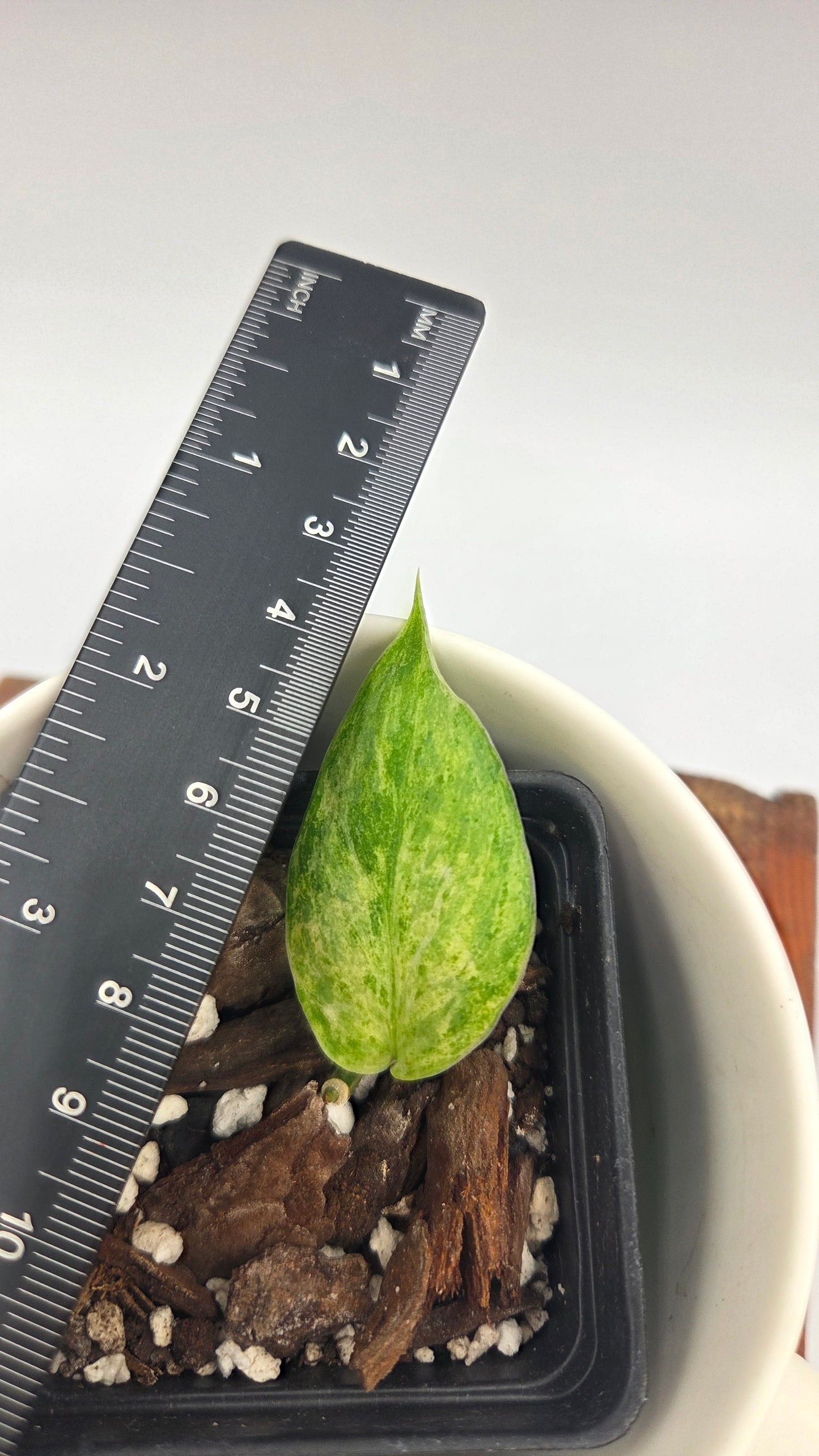 Scindapsus Perlas (SCI-1226)