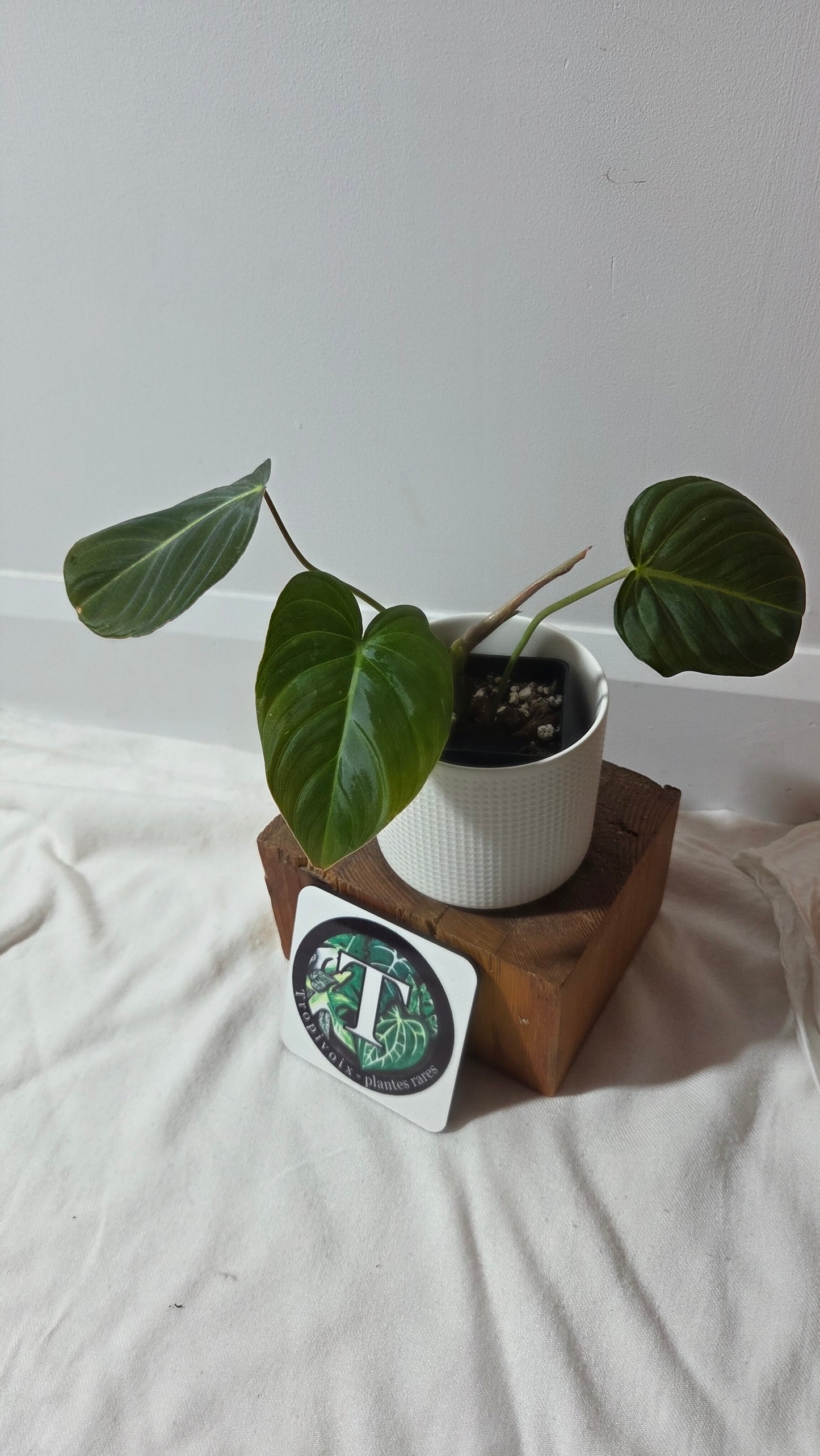 Philodendron Glorious (PHI-1009)