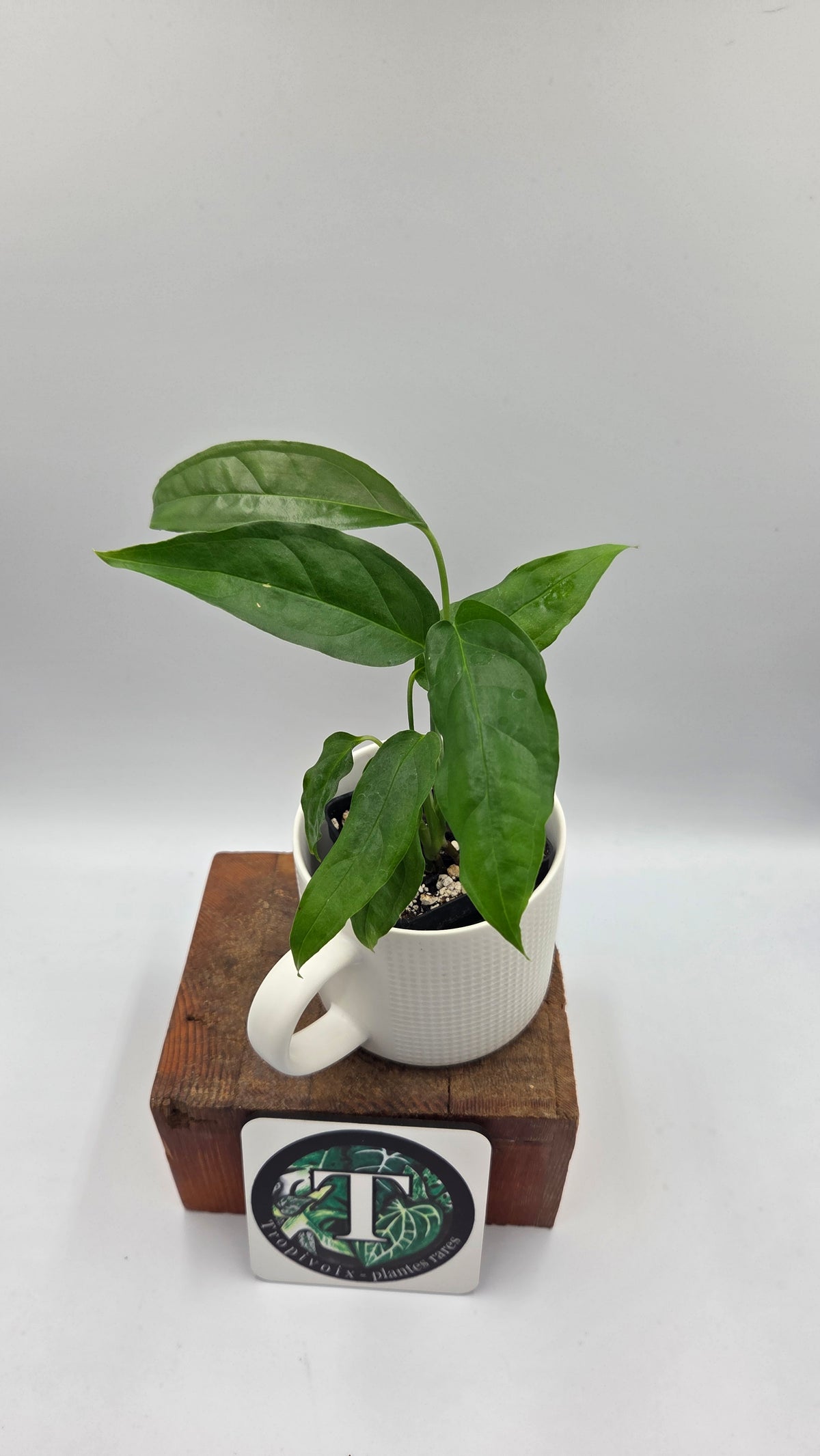 Monstera Obliqua Aff Amazonas (MON-378)