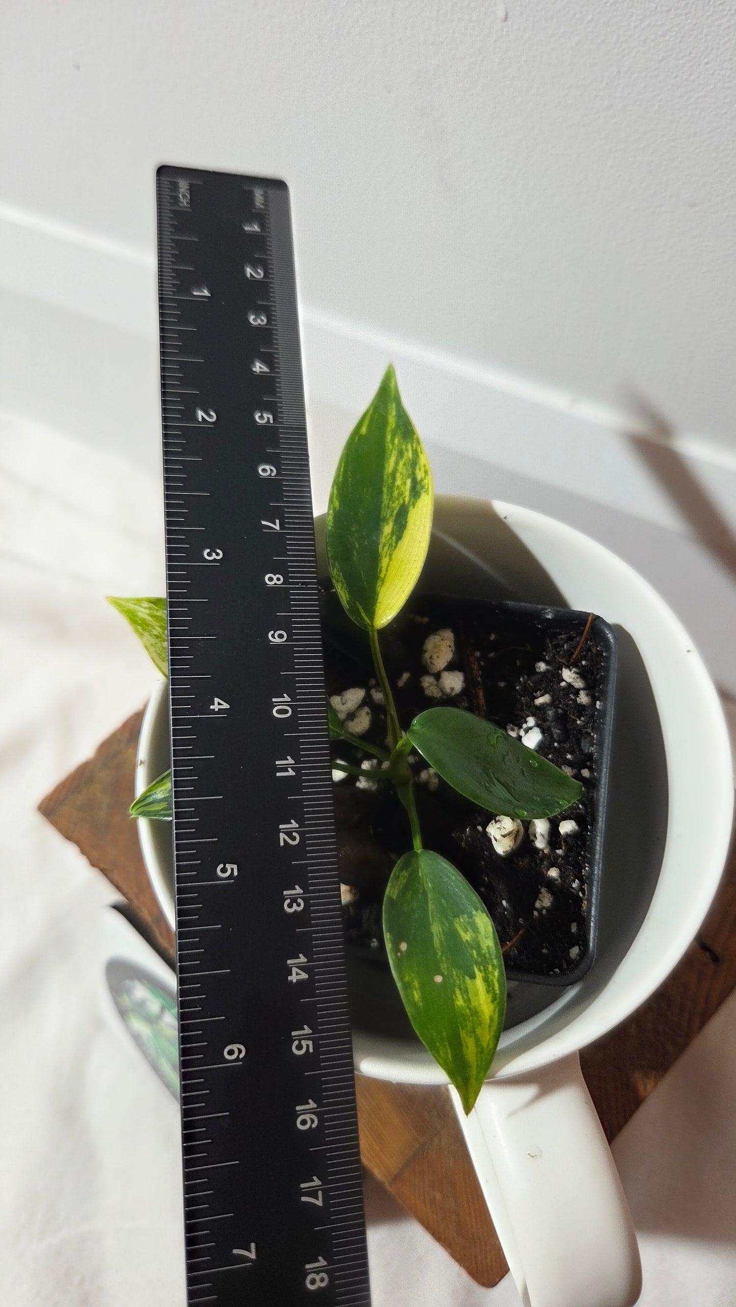 Philodendron Florida Beauty (PHI-1016)