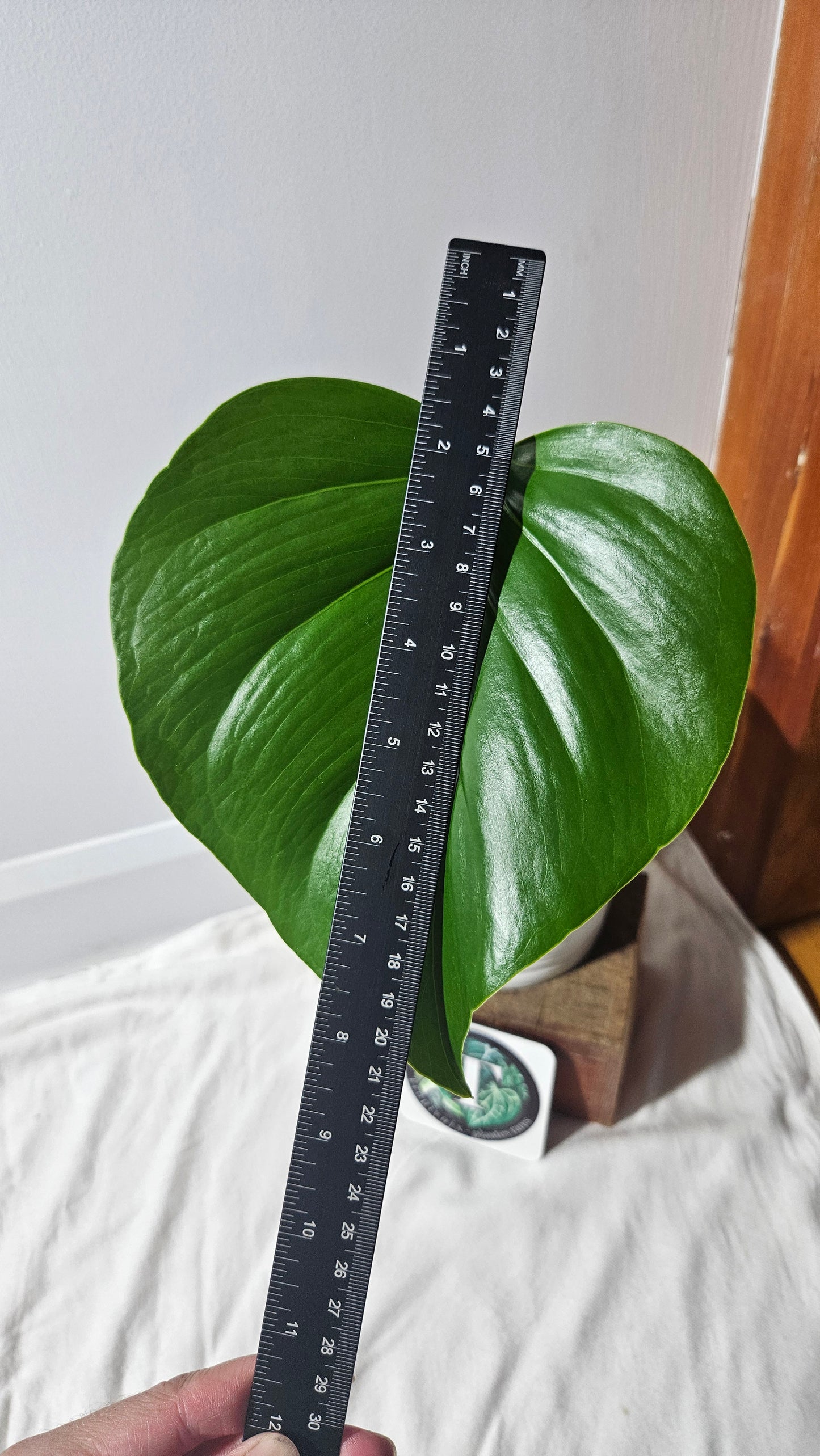 Monstera Brazilian Form (MON-450)