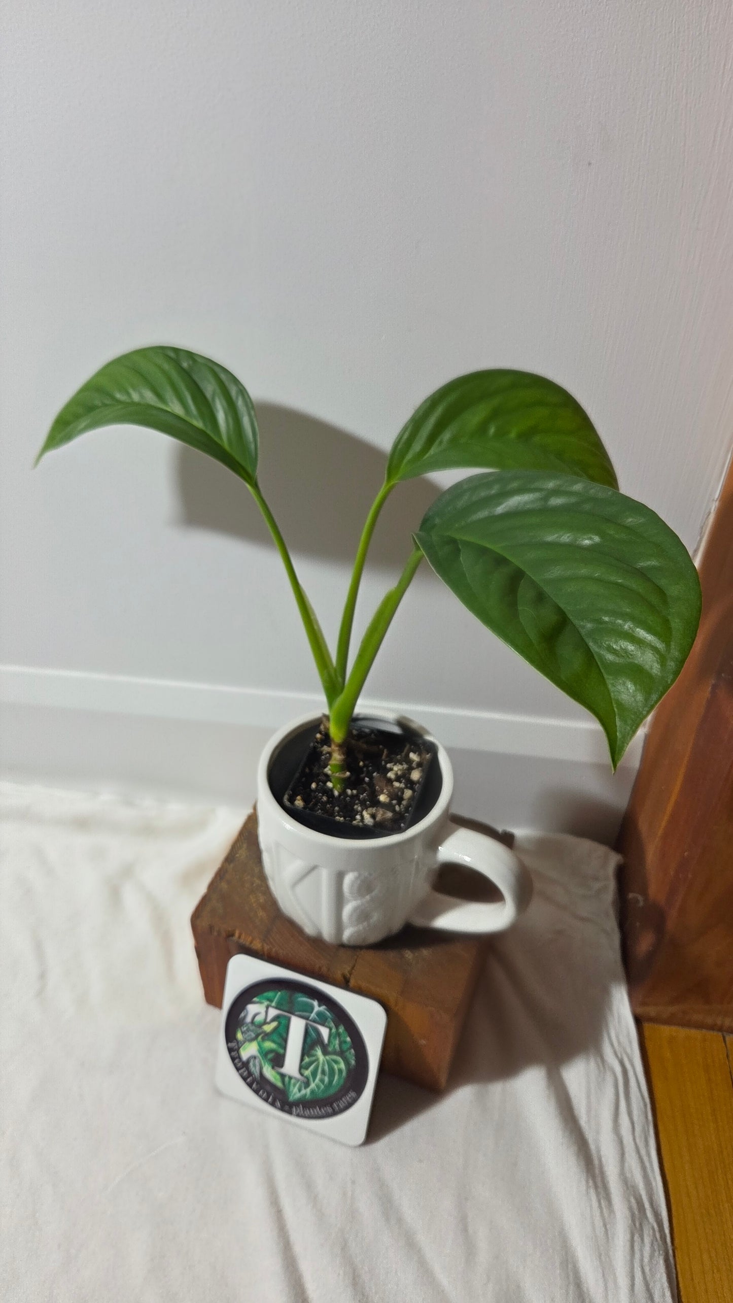 Monstera Obliqua Aff Calacali (MON-161)