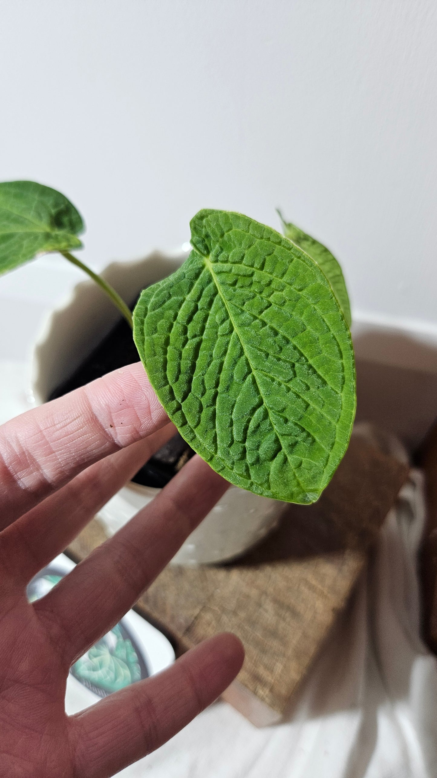 Anthurium Corrugatum Velvet "Format PETIT" (ANT-236)