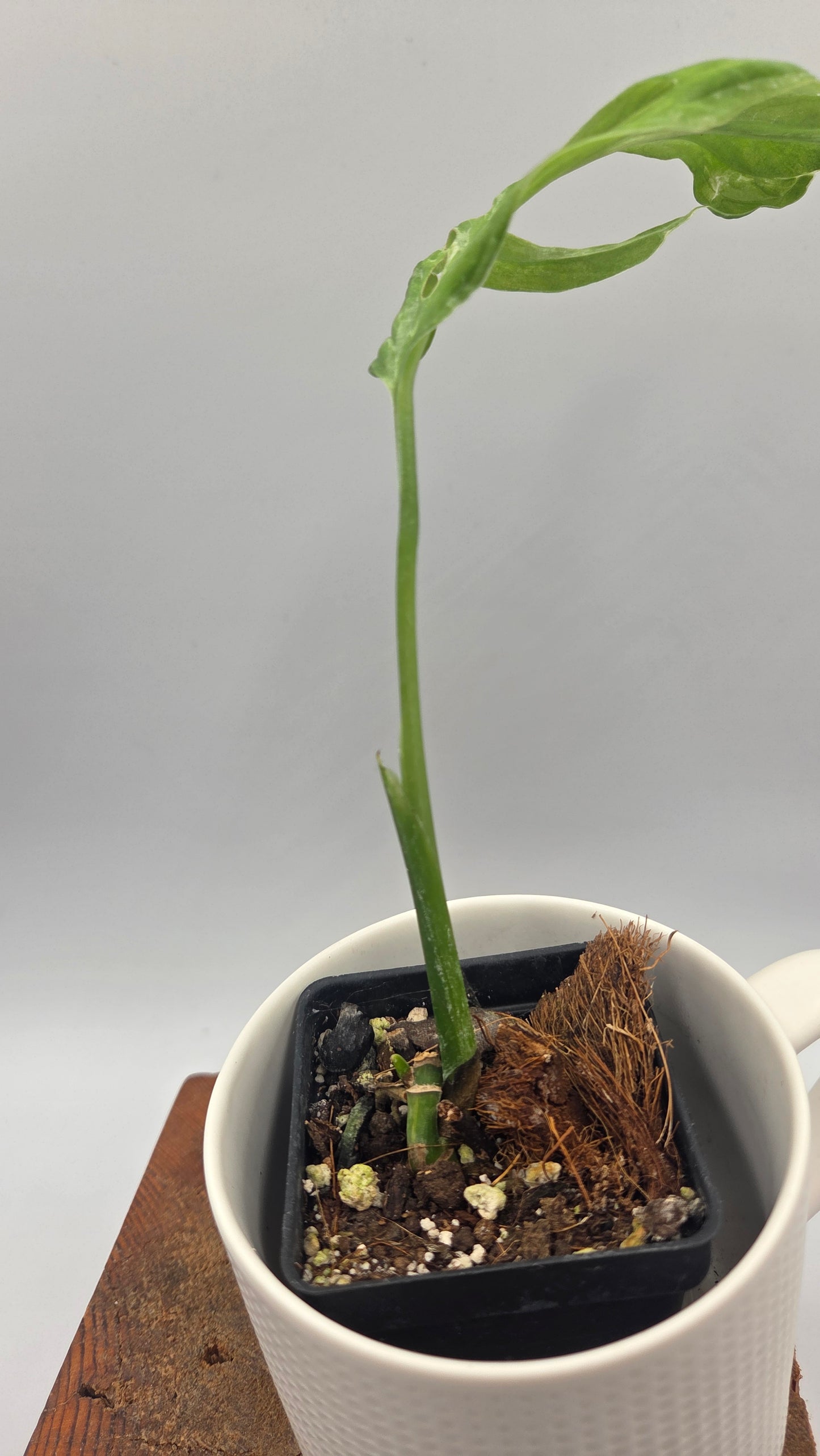 Monstera Andasonii Mint/Indo (MON-569)
