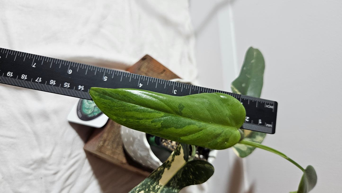 Philodendron Violin Variegata (PHI-218)