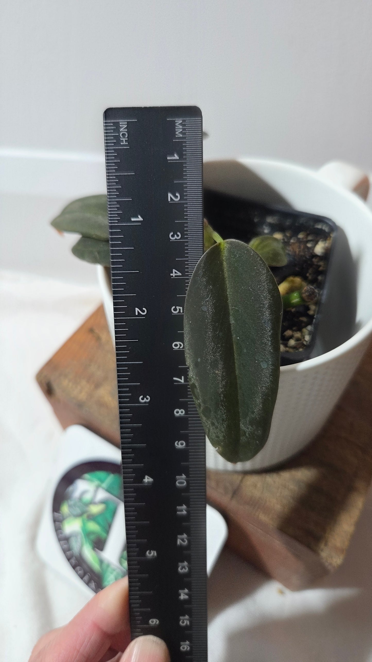 Philodendron Gigas (PHI-970)