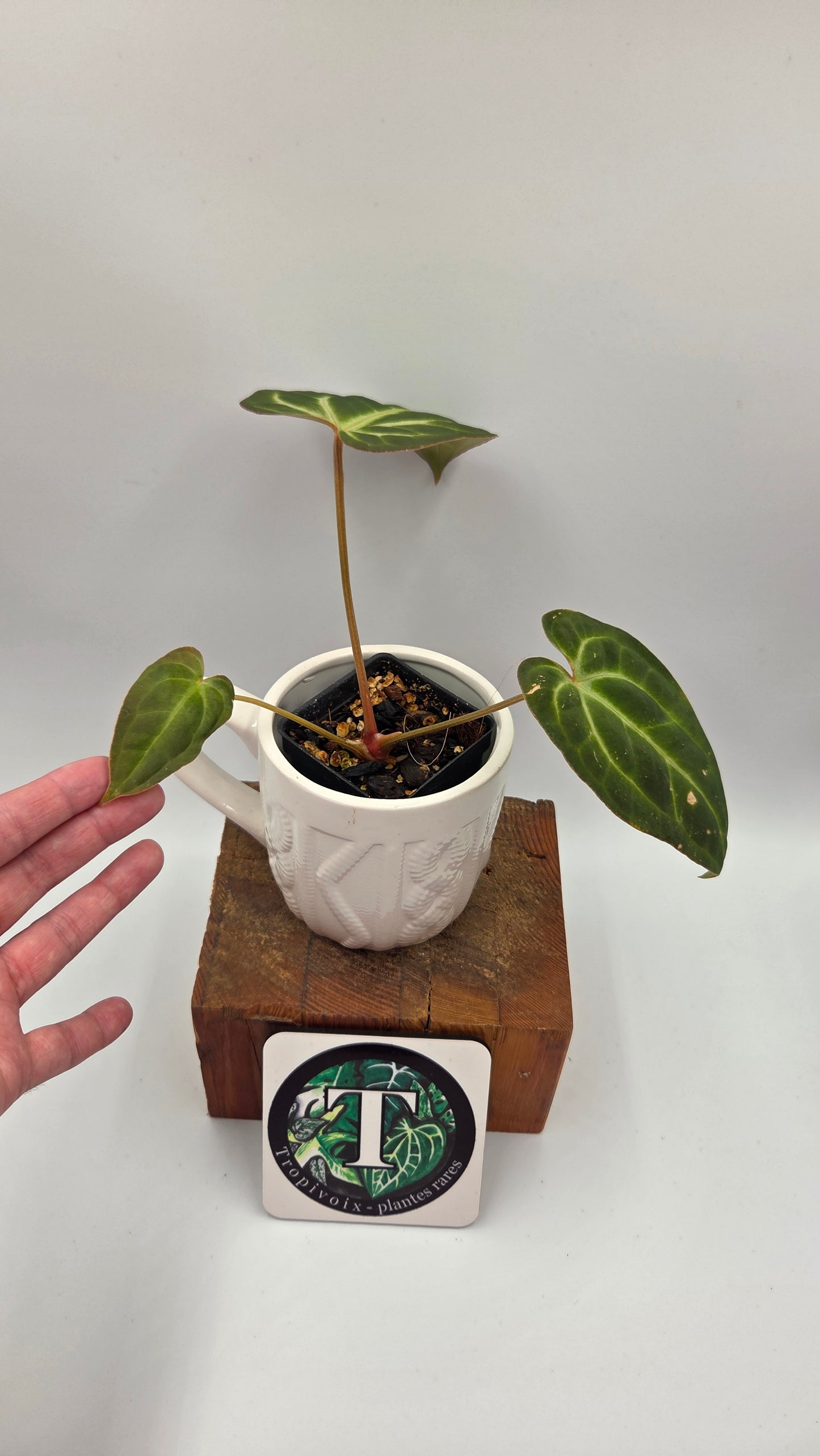 Anthurium Besseae Aff Pink "Format MOYEN" (ANT-675)