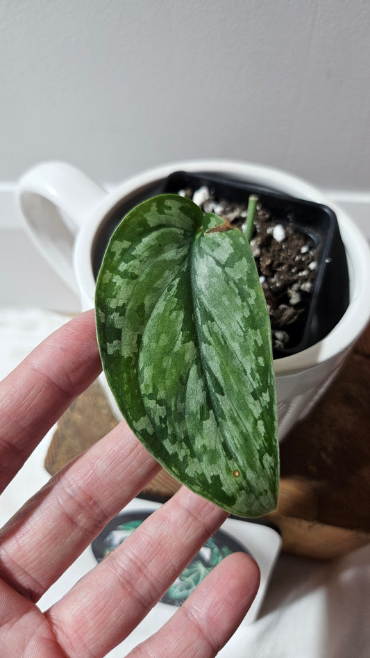 Scindapsus Dark Princess Tricolore (SCI-1200)