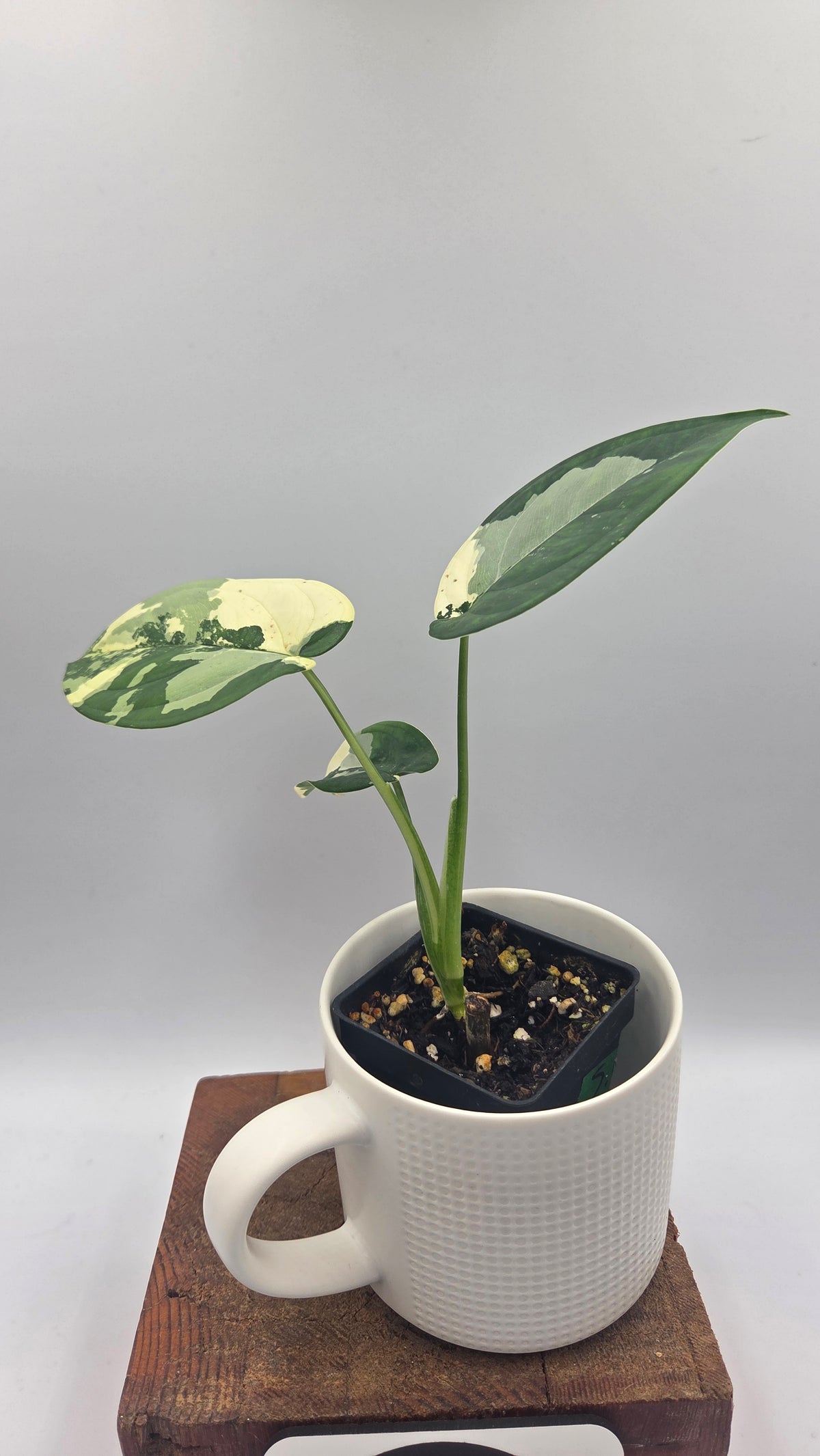 Syngonium Chiapense Albo (SYN-527)