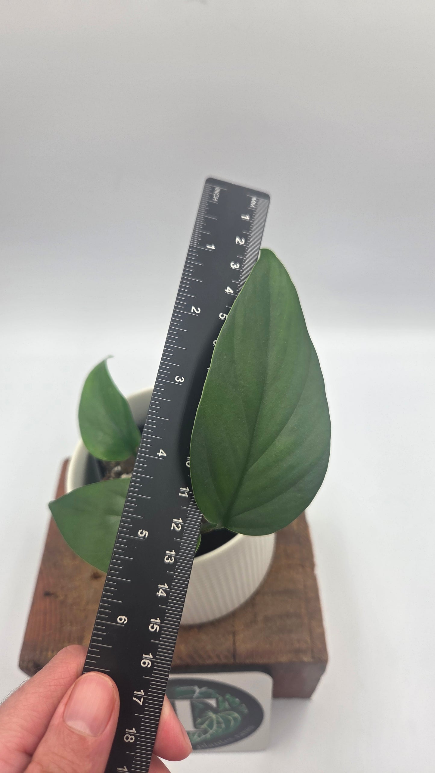Raphidophora Pertusa (AUT-099)
