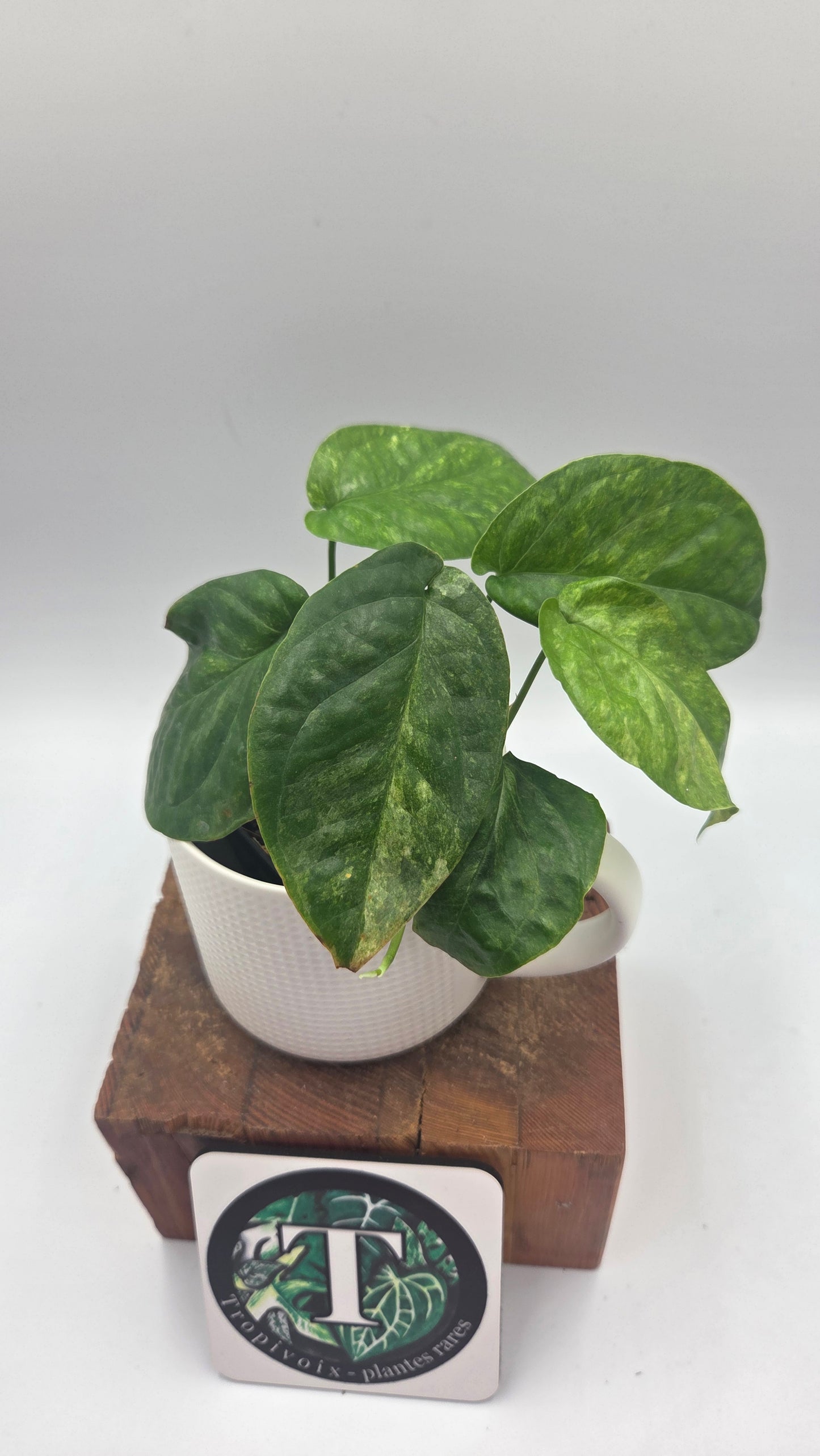 Amydrium Medium Mint (AMY-030)