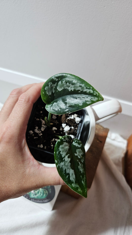Scindapsus Dark Tricolore (SCI-1223)