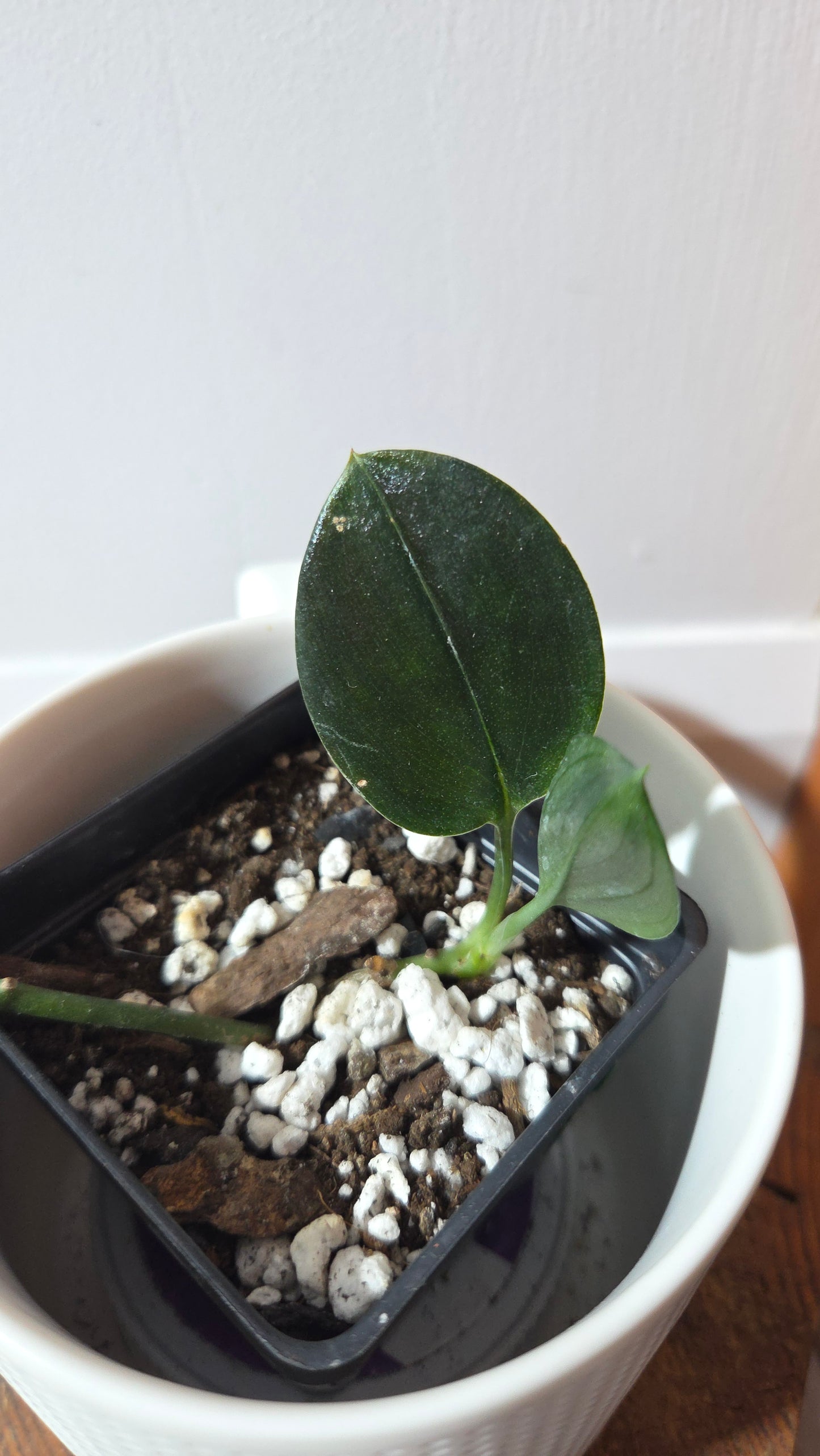 Scindapsus Treubii Dark Form (SCI-1363)