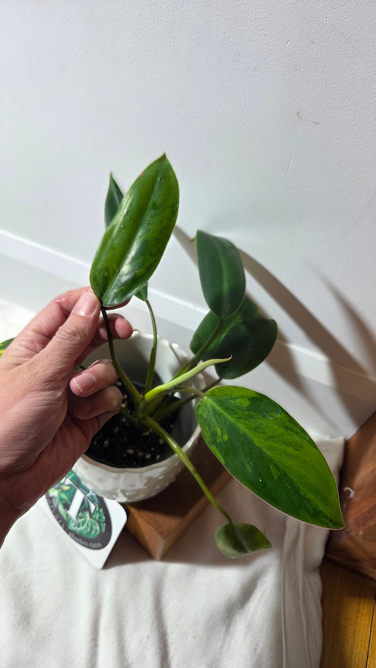 Philodendron Avocado Shake (PHI-1014)