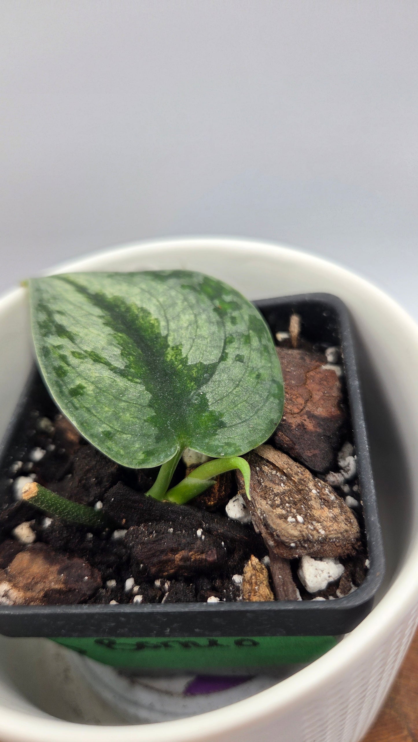 Scindapsus Sparkling Bornéo (SCI-1056)