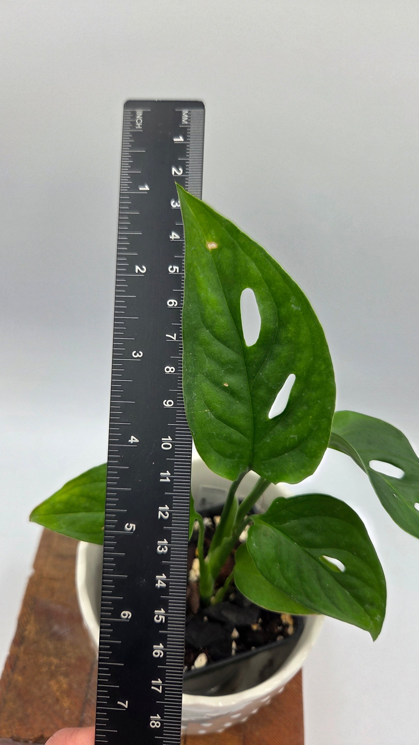 Monstera Obliqua Aff Tamarindo (MON-552)