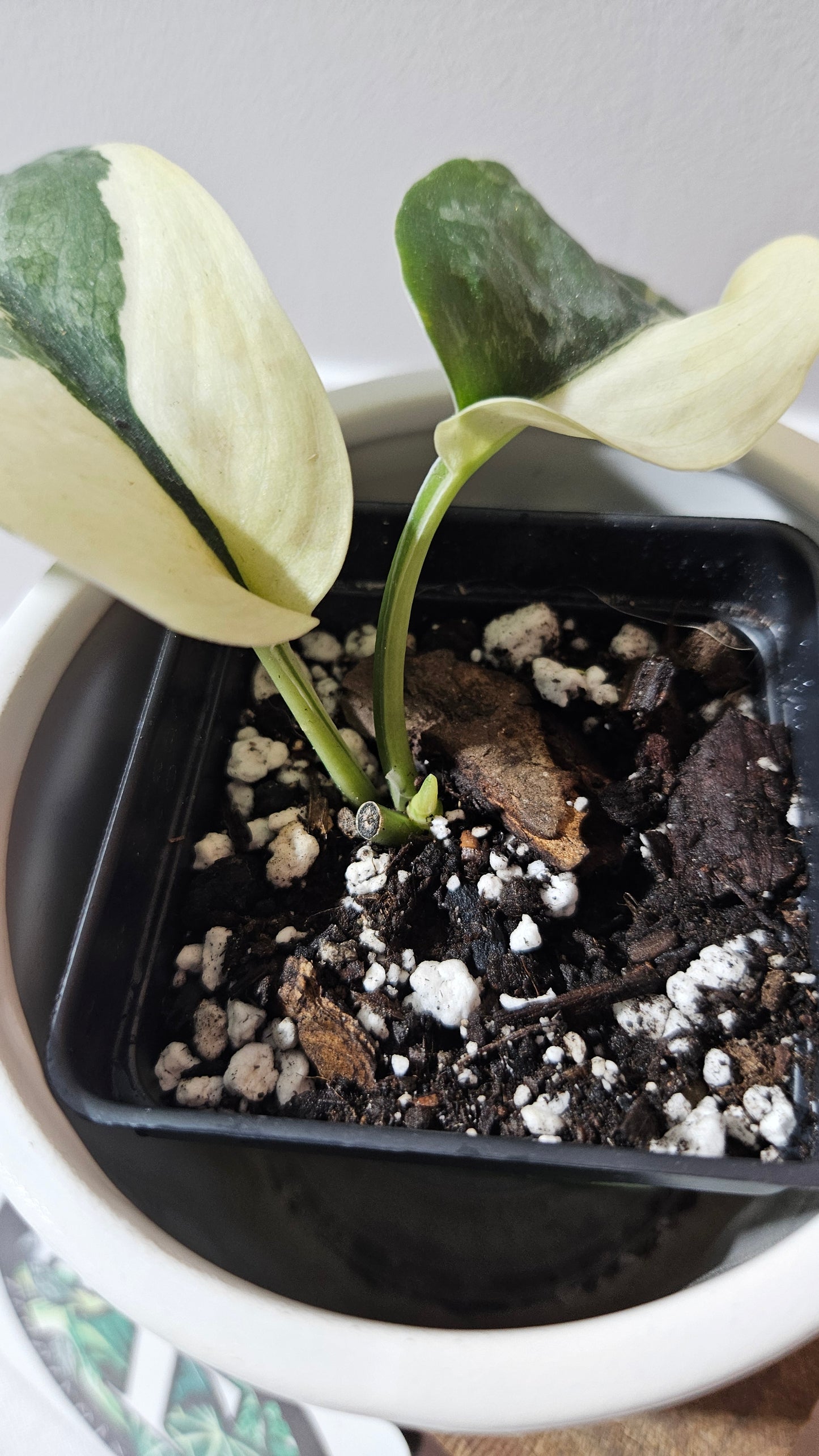 Scindapsus Silver Tattoo Variegata (SCI-1153)