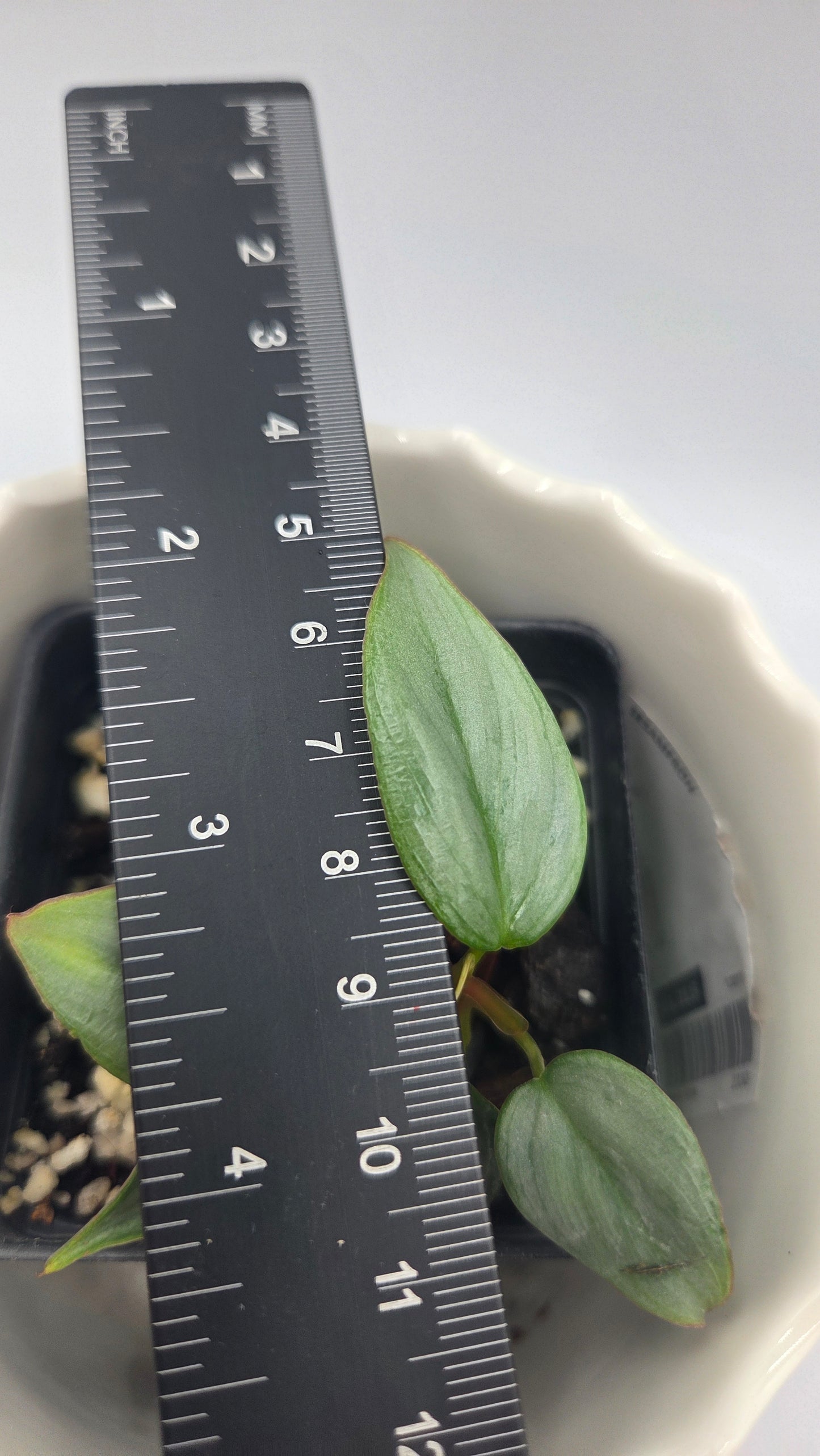 Philodendron Sodiroi (PHI-1041)