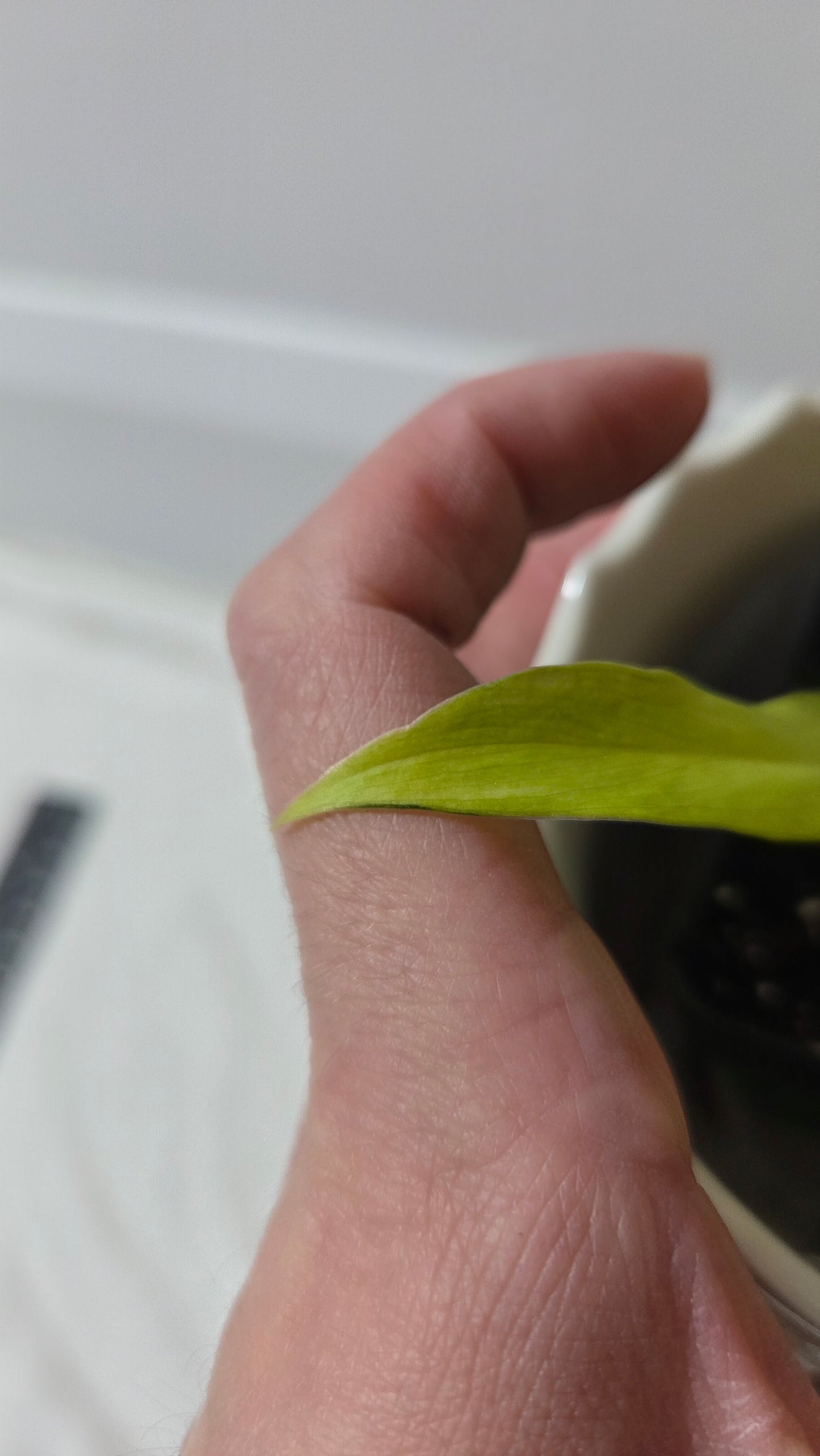 Philodendron Thai Sunrise (PHI-968)