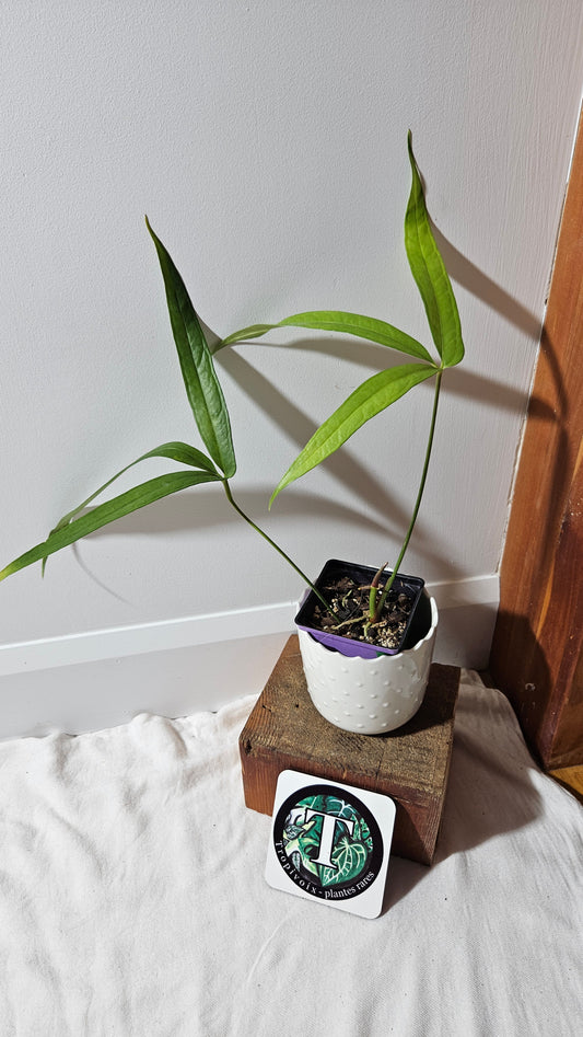 Anthurium Polydactylum "MEDIUM format" (ANT-127)