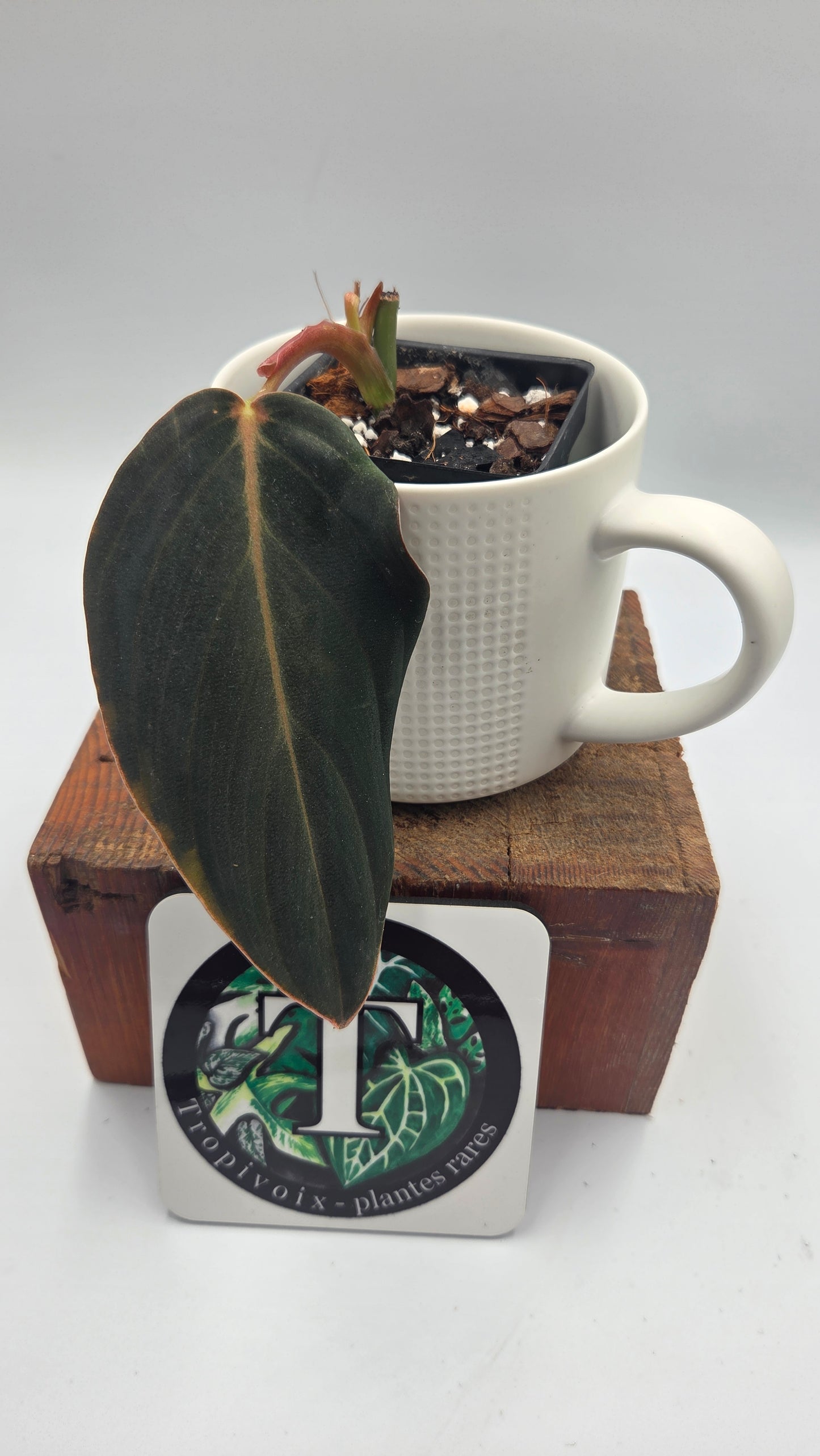 Philodendron Gigas (PHI-1054)