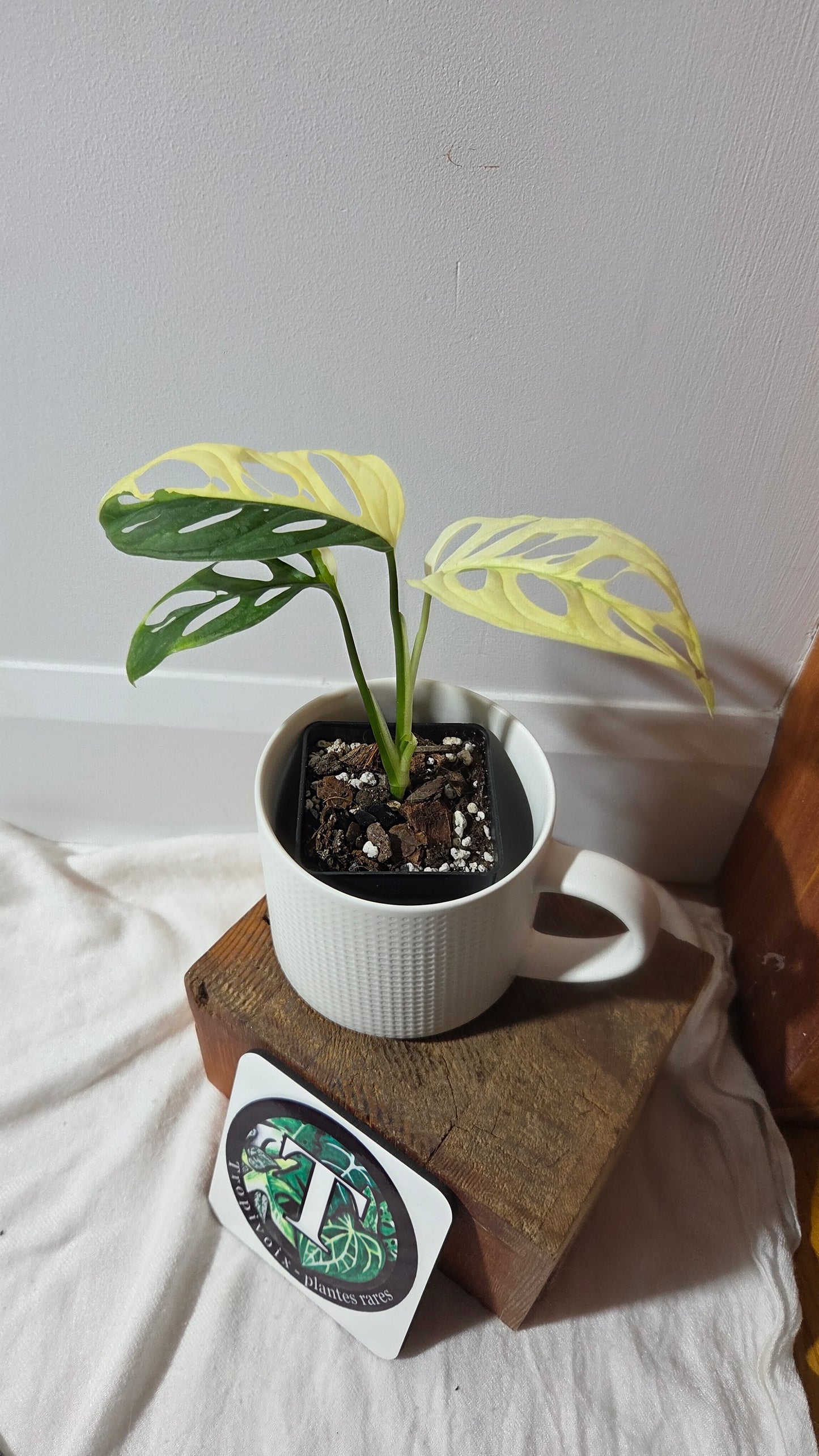 Monstera Andasonii Albo (MON-495)
