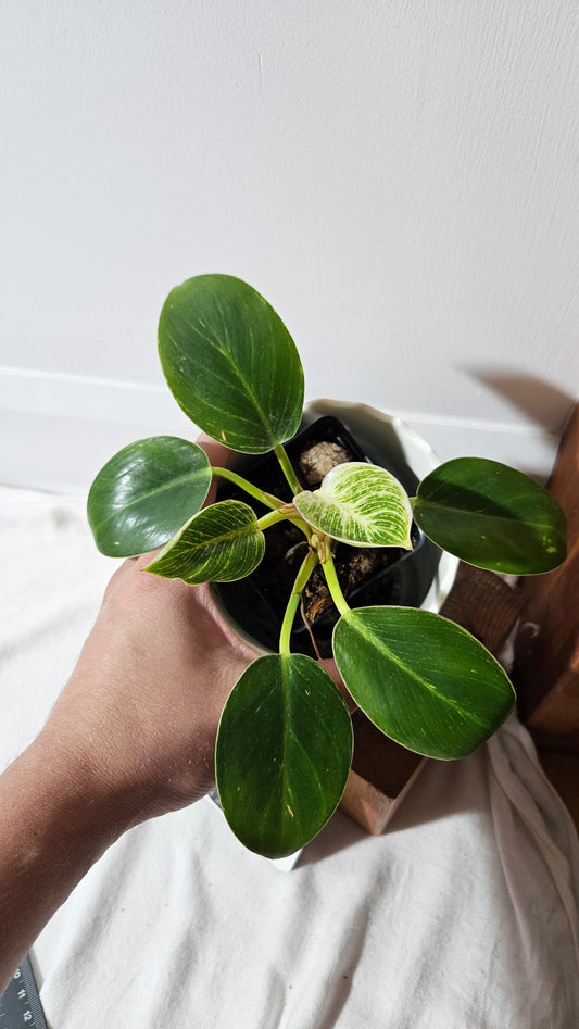 Philodendron Birkin (PHI-852)