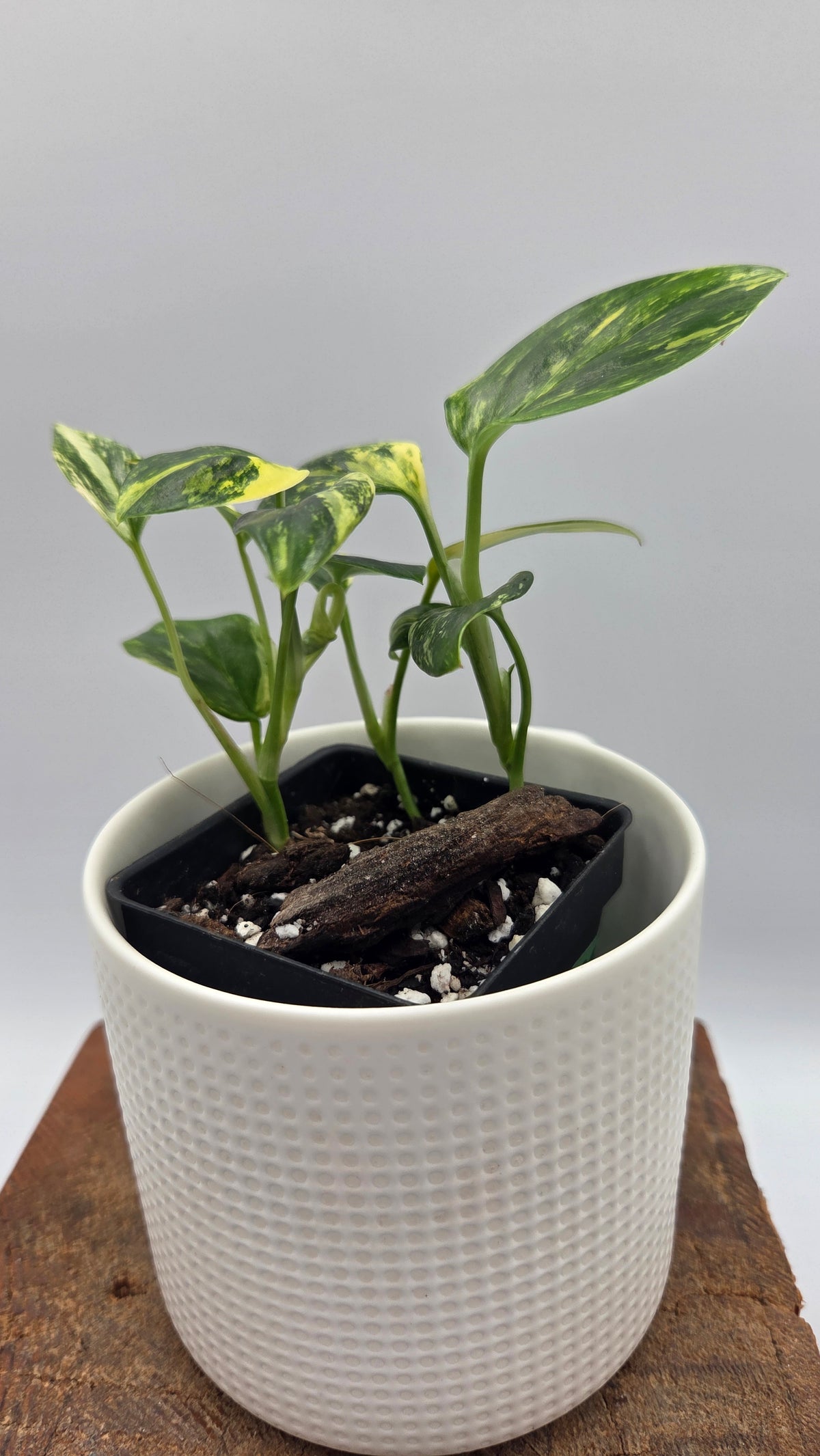 Monstera Standleyana Aurea (MON-583)